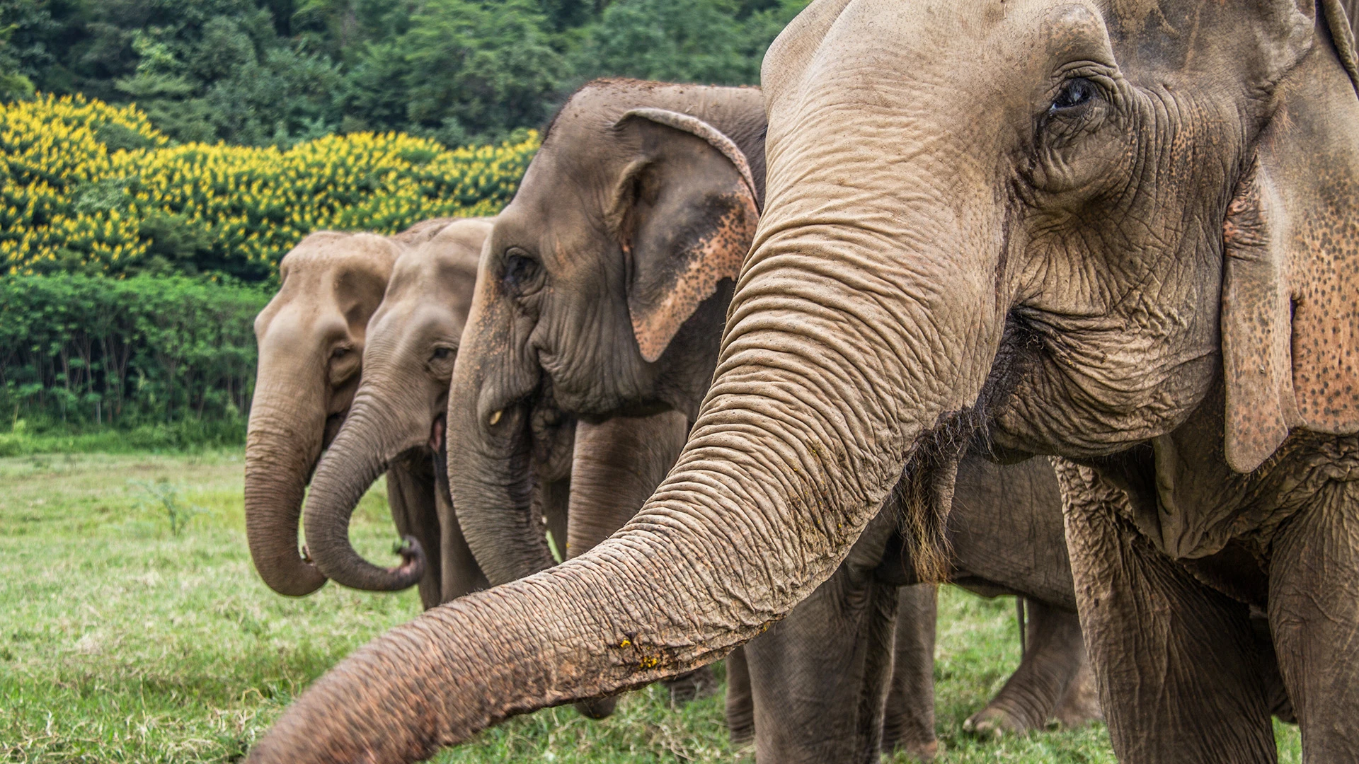 Thai Elephant Chiang Mai Thailand