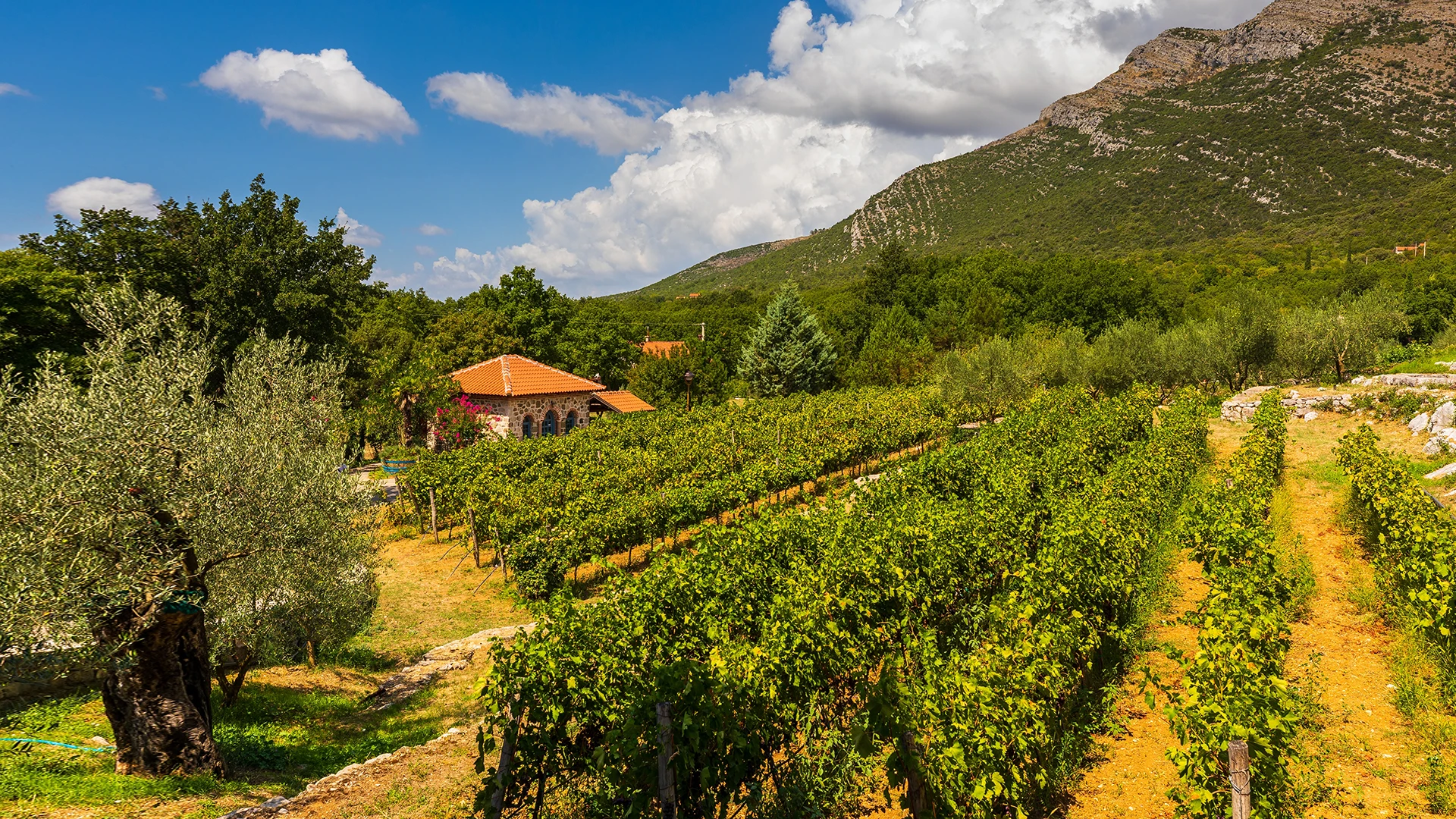 The Herzegovina Wine Road