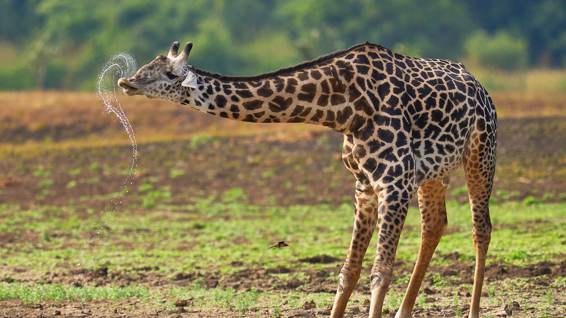 Thornicroft Giraffe South Luangwa National Park Zambia