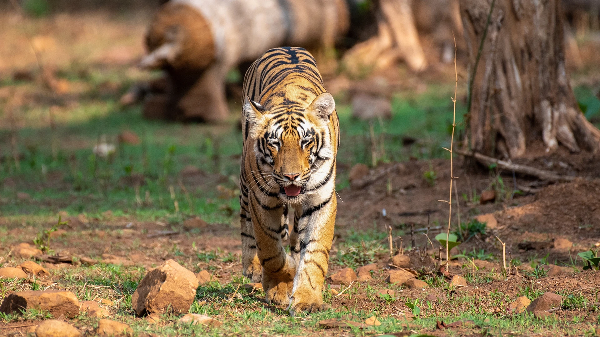 Tiger Ranthambore National Park India