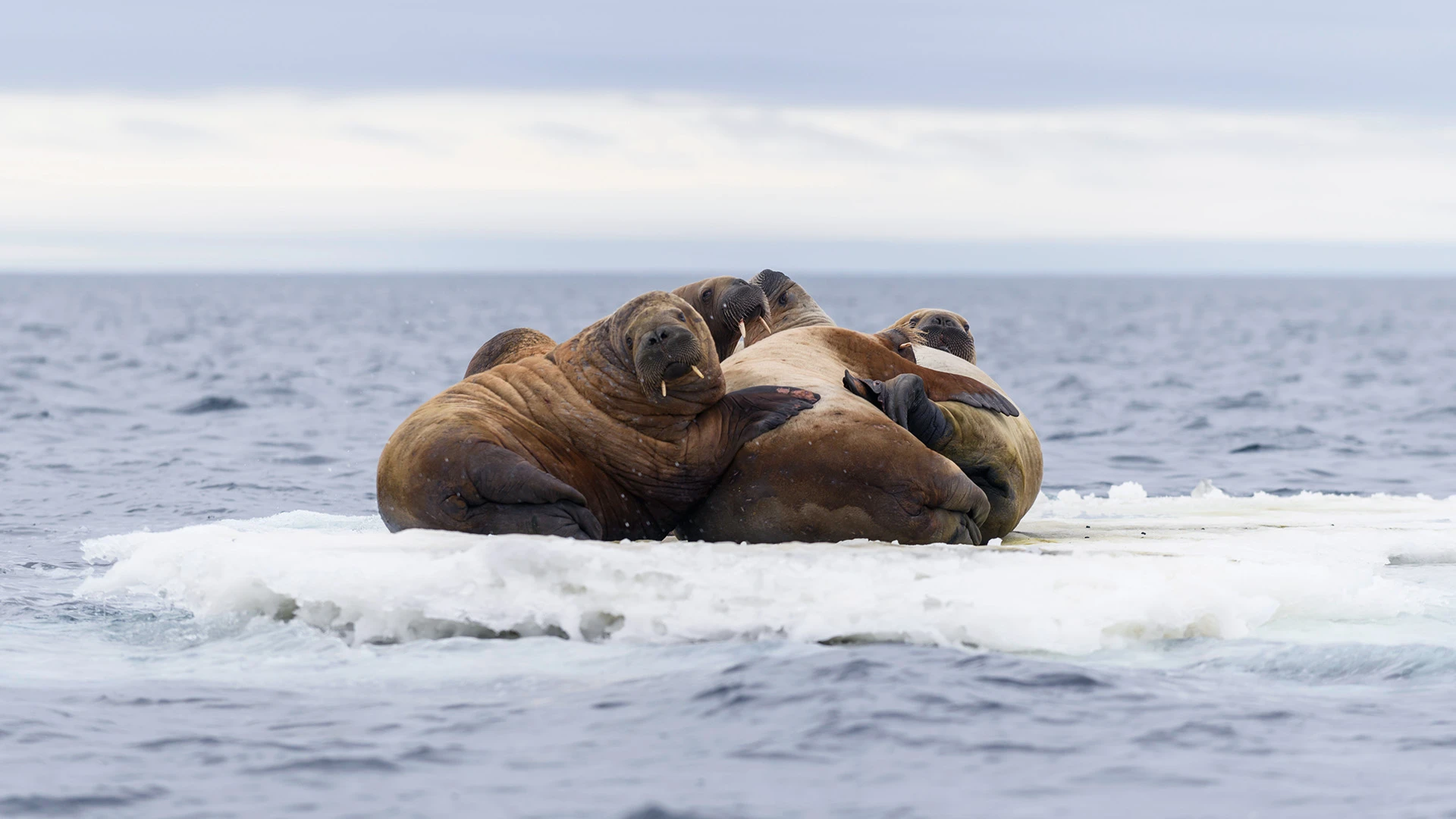 Northern Realms: Spitsbergen’s Wild Landscapes