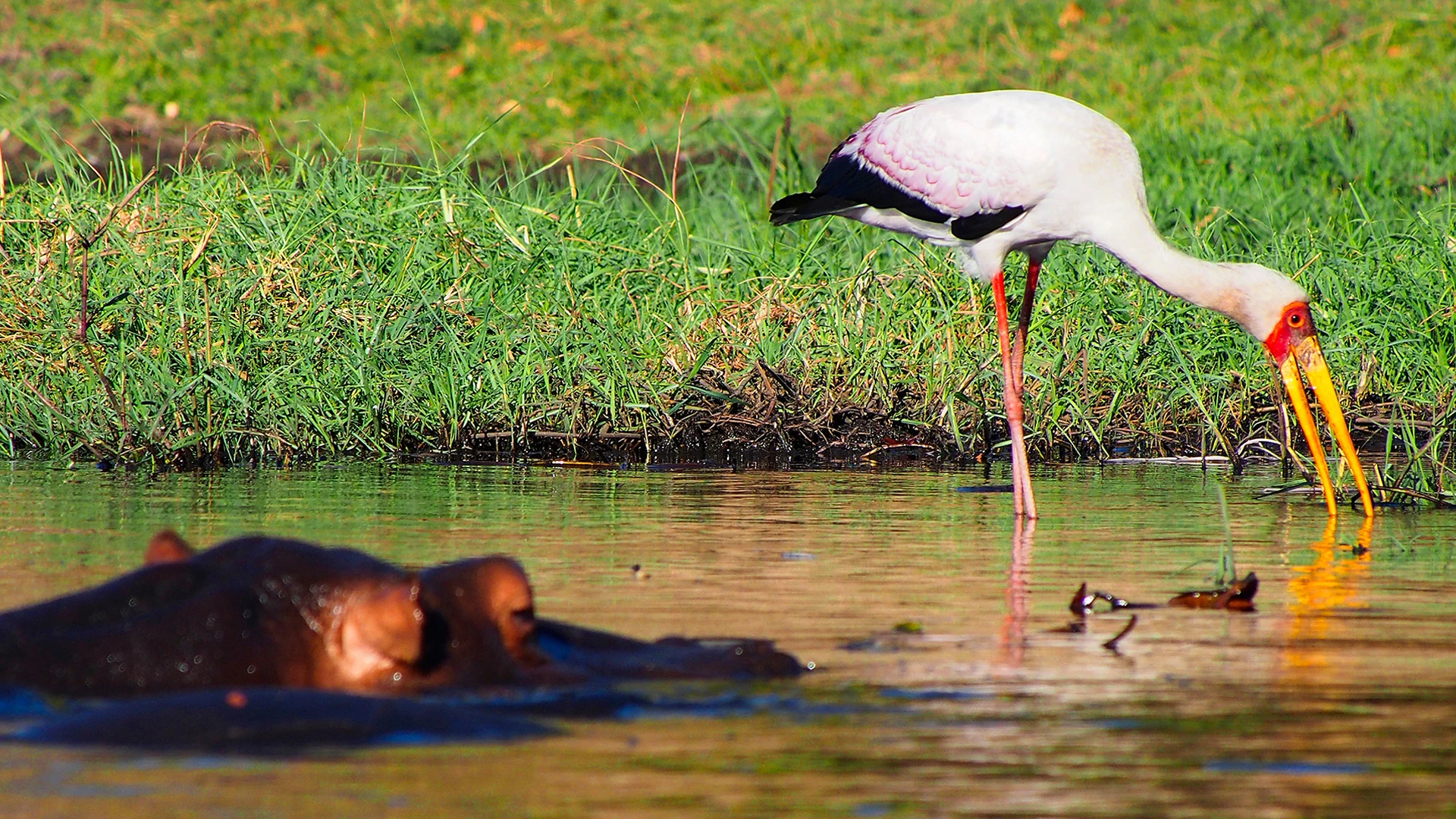 Yellow Billed Stork Chobe River Botswana