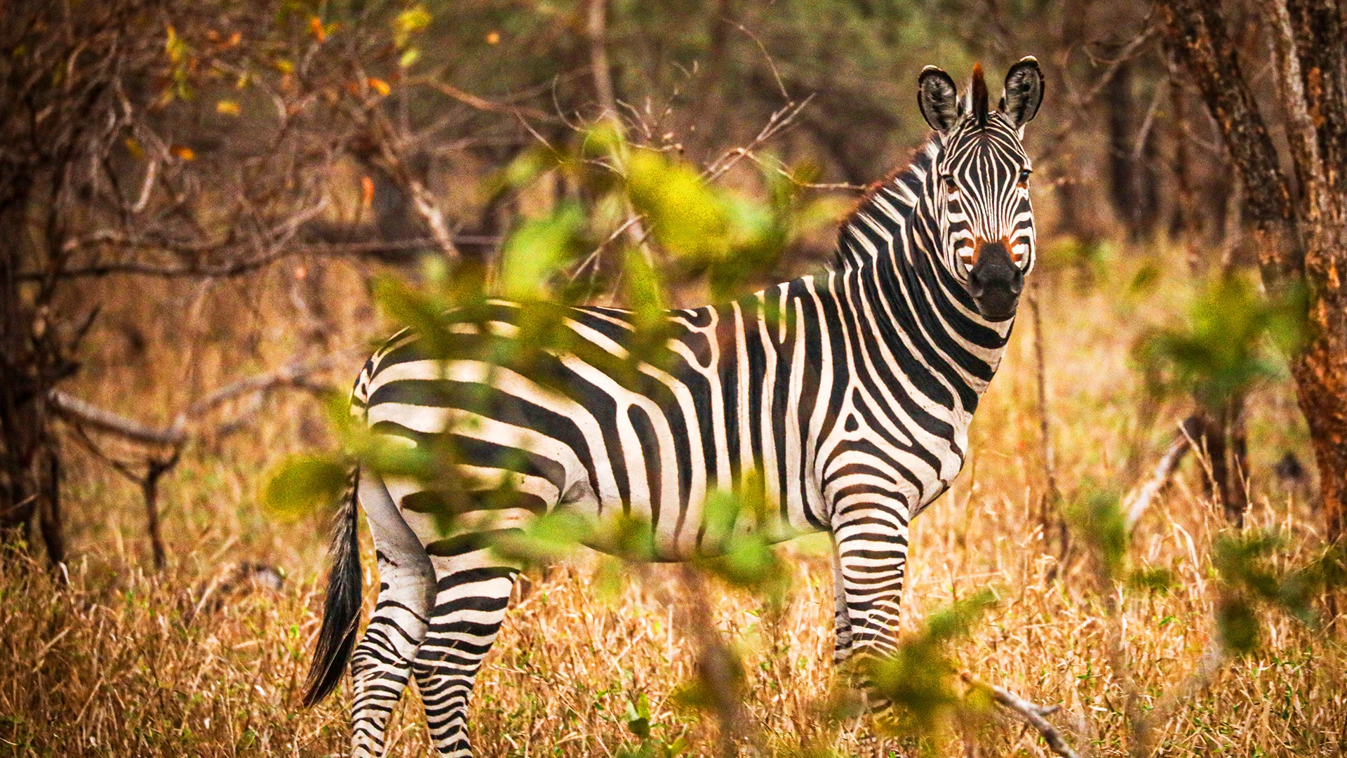 Zebra Majete Wildlife Reserve Malawi