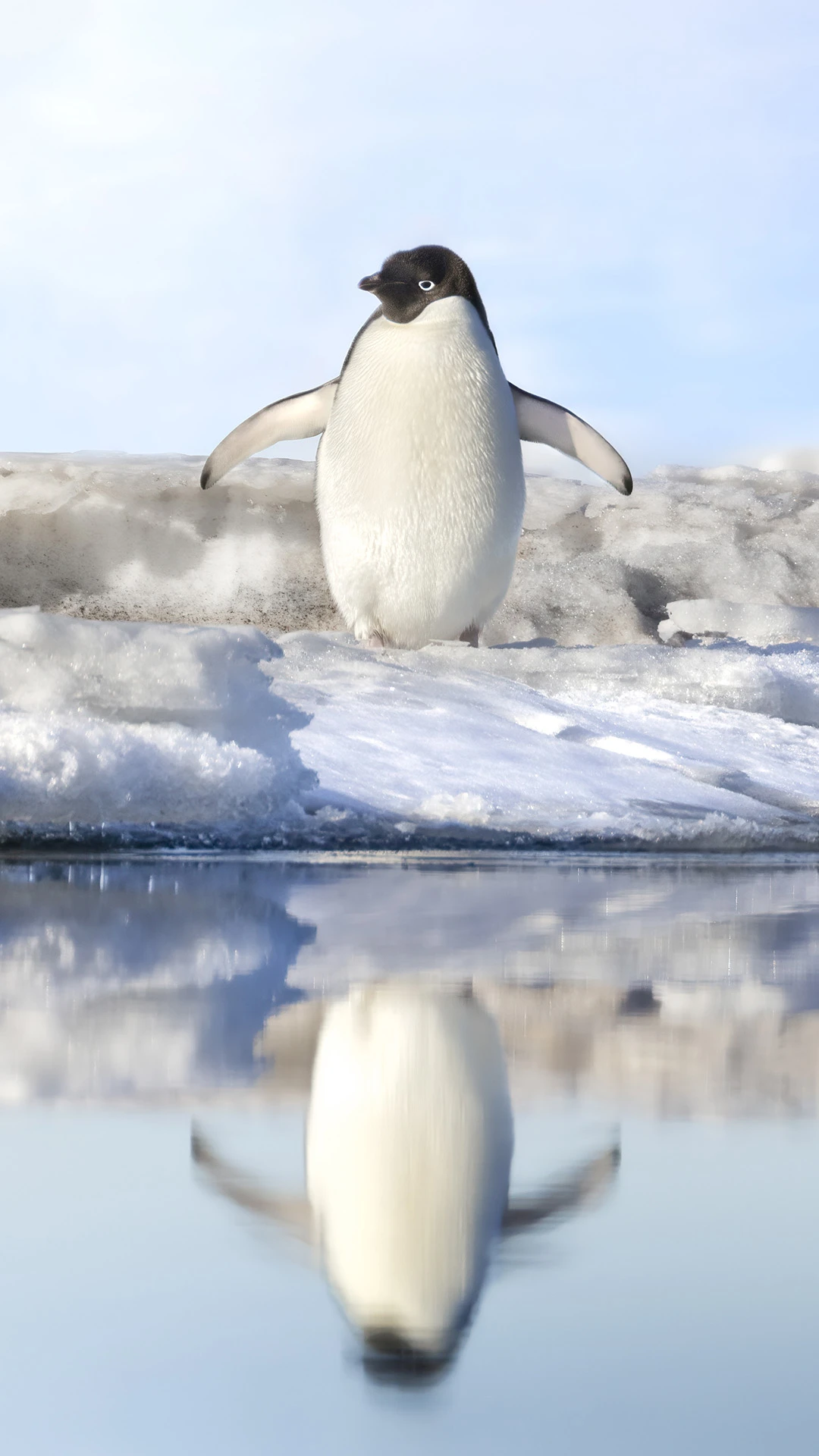 Adelie Penguin Ross Sea Antarctica