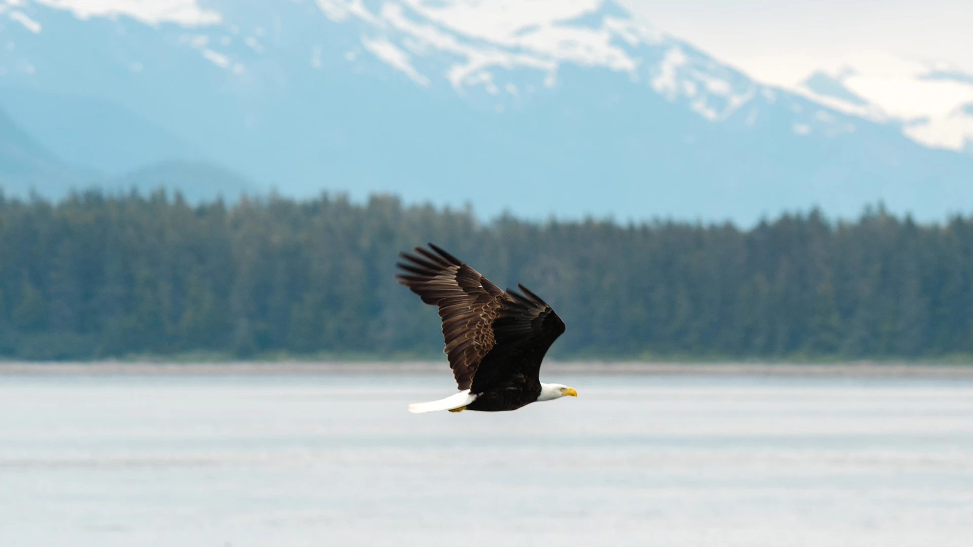 Alaska Eagle