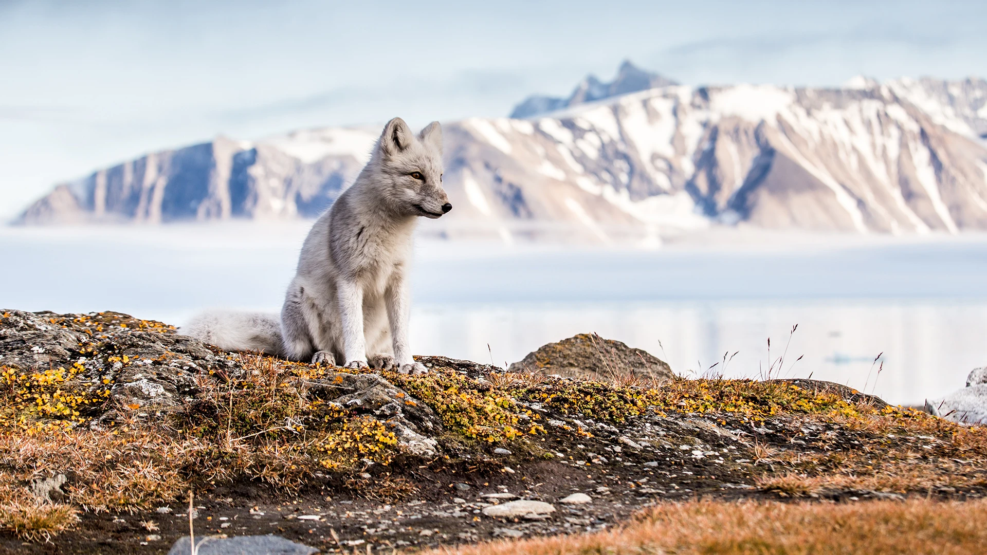 Arctic fox, Hornsund, Svalbard