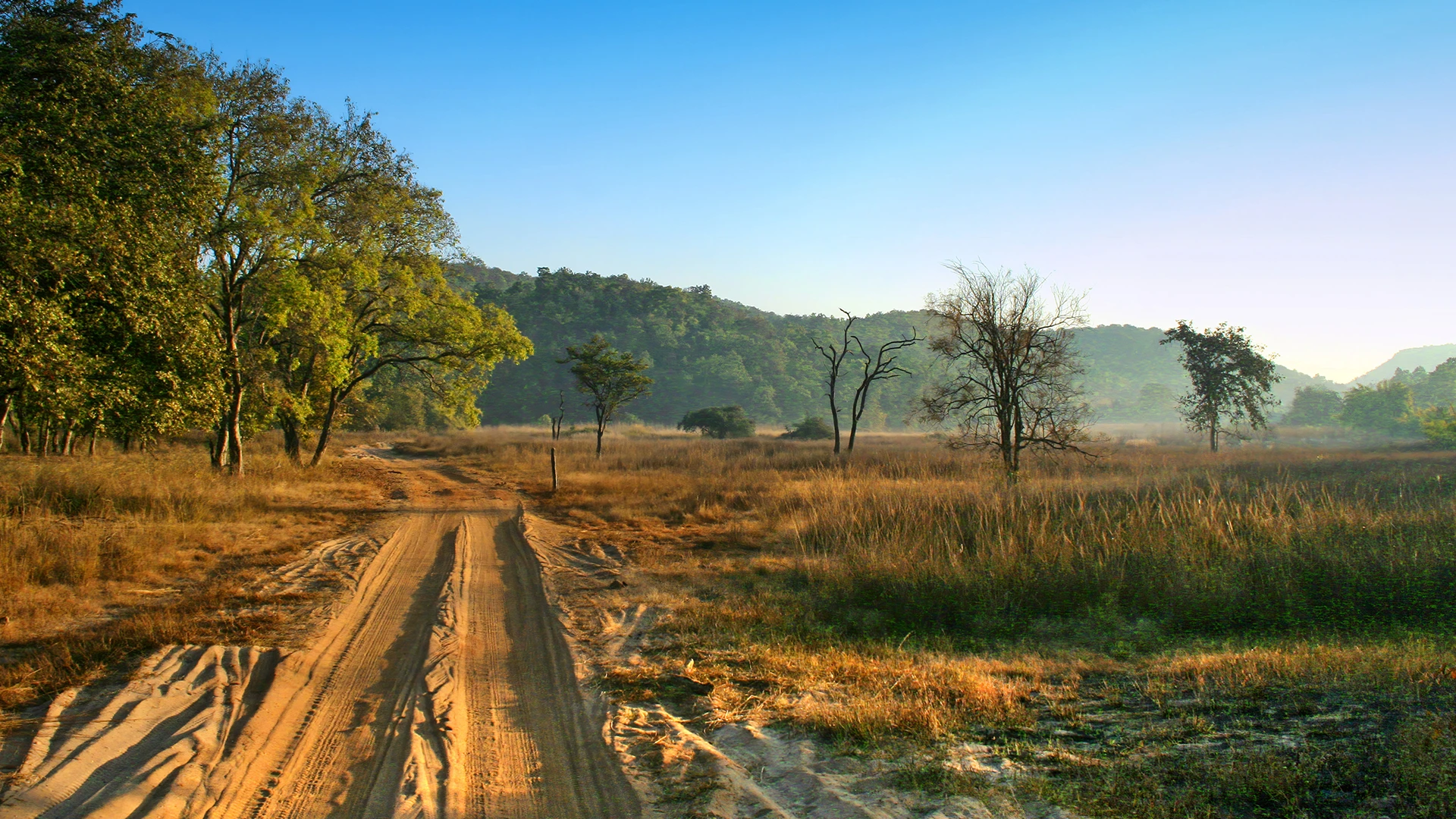 Bandhavgarh National Park India