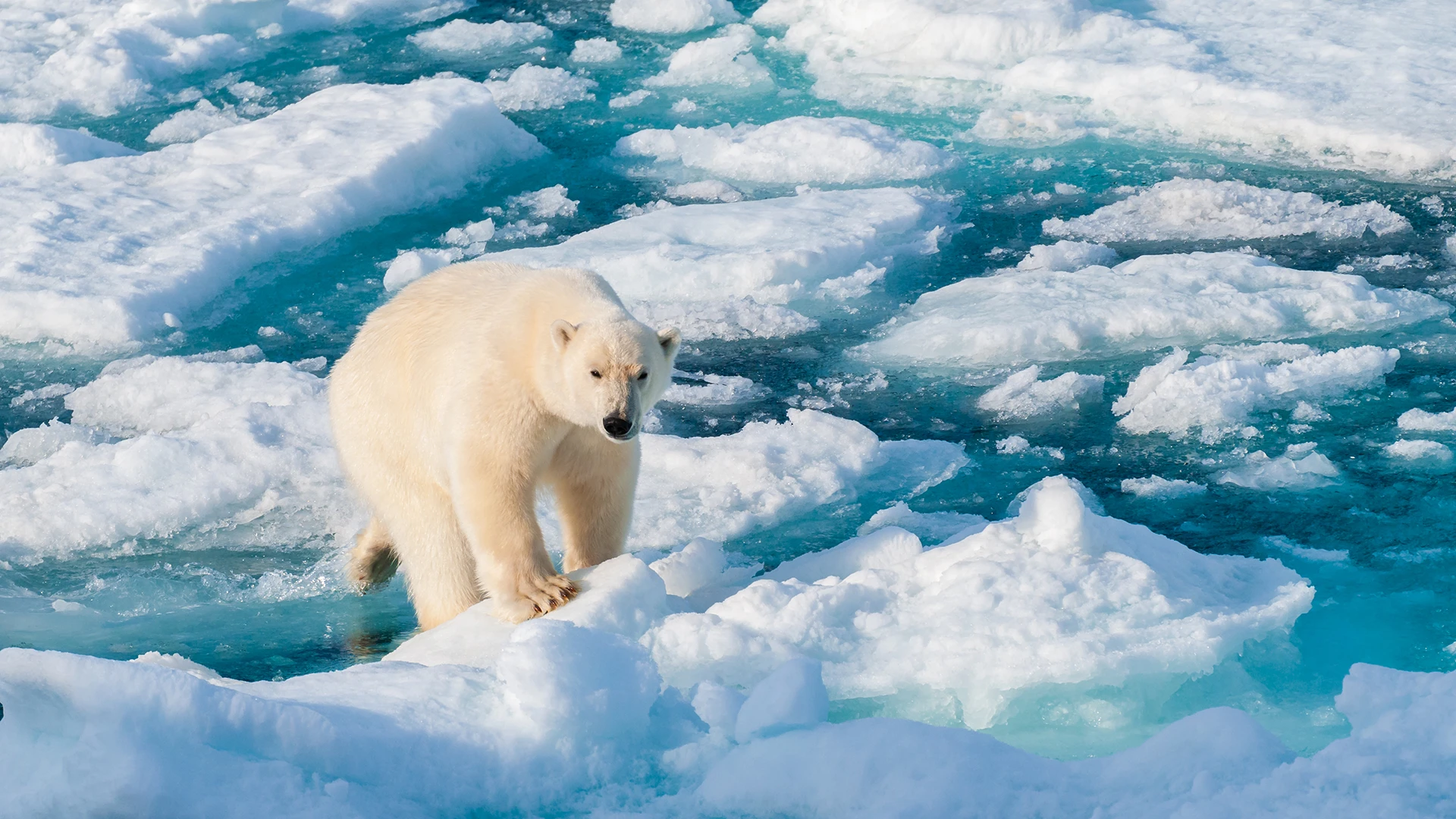 Barentsoya, Svalbard