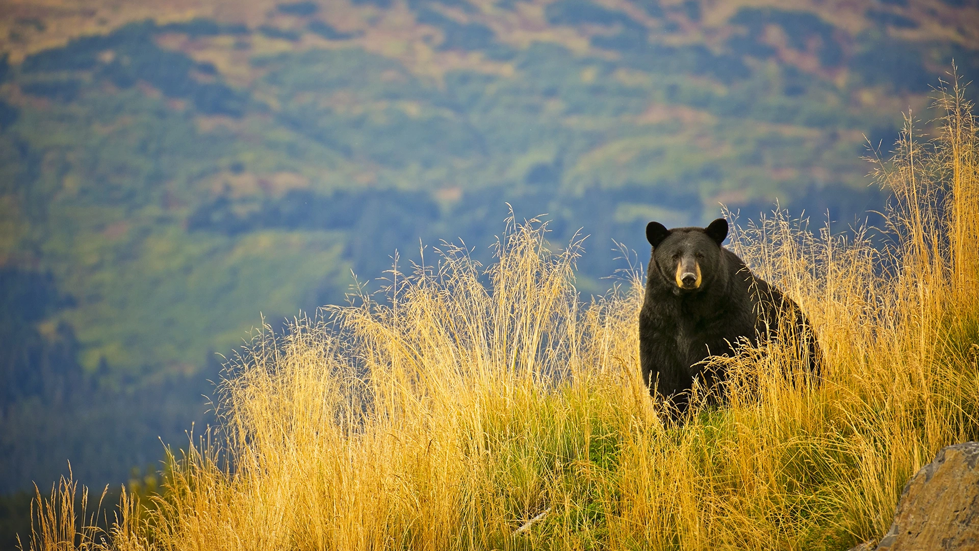 Black Bear Alaska Kuiu