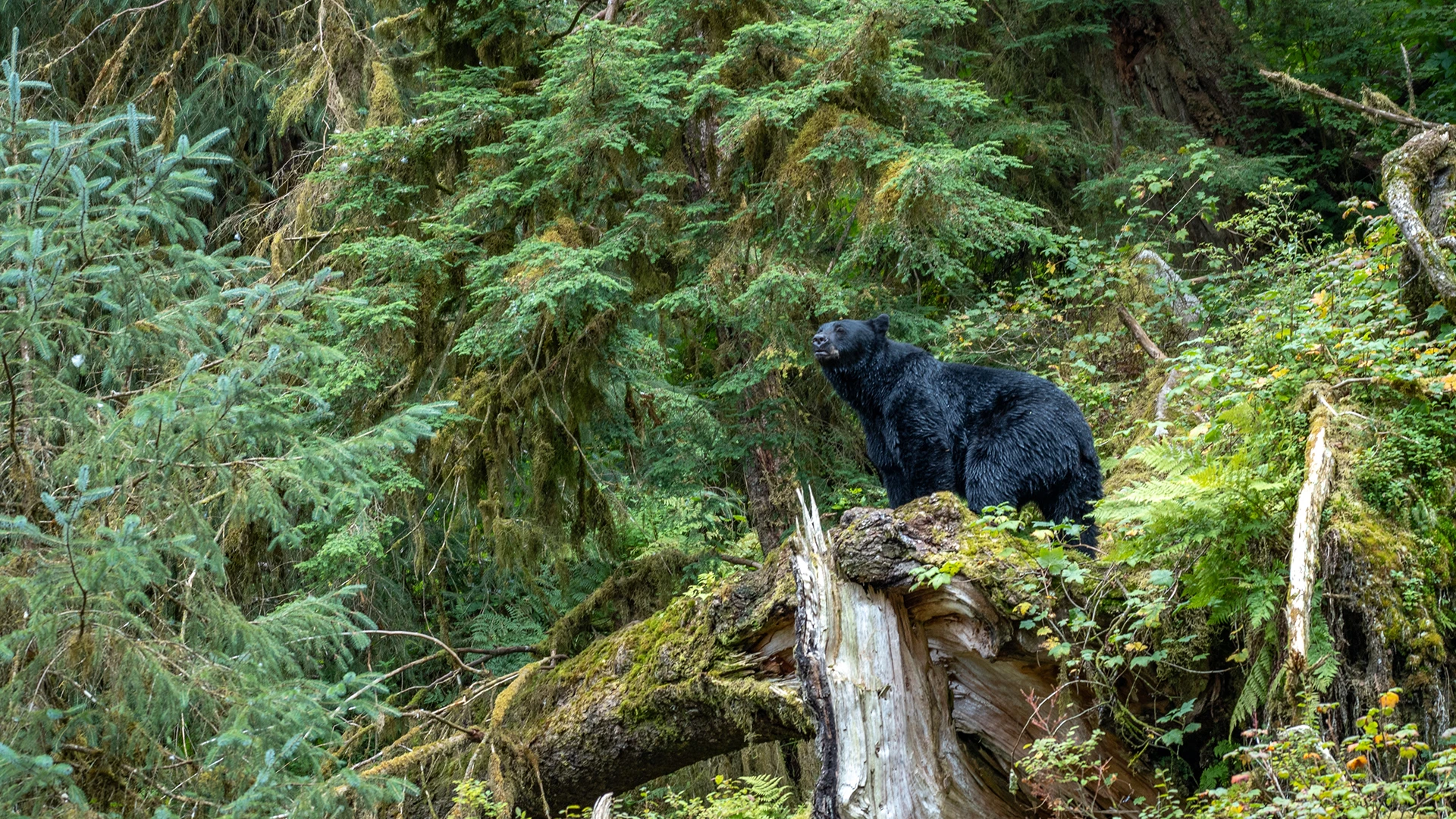 Black Bear Tongass National Forest Alaska