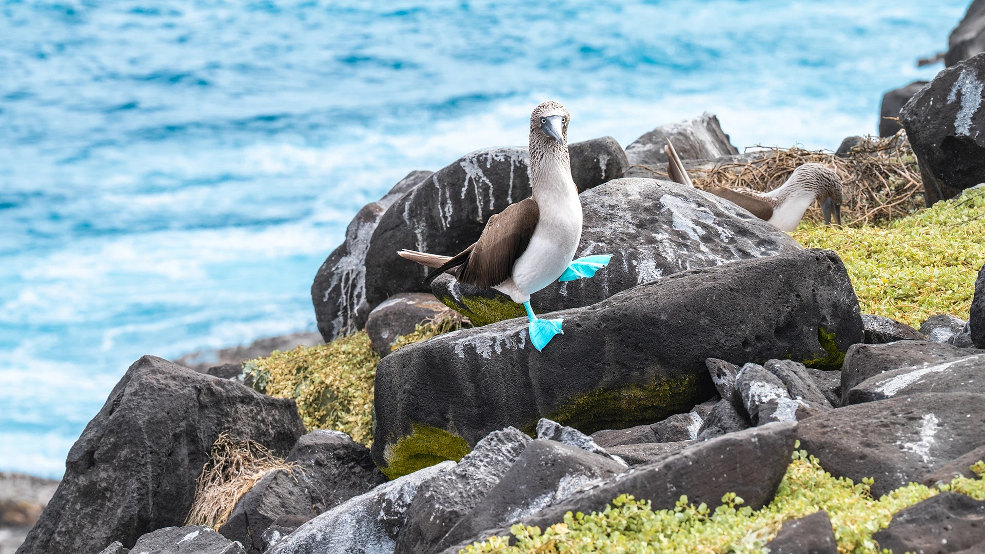 Blue-Footed Booby in Galapagos - Expedition Cruise vs Land Expedition Which Is Right for You