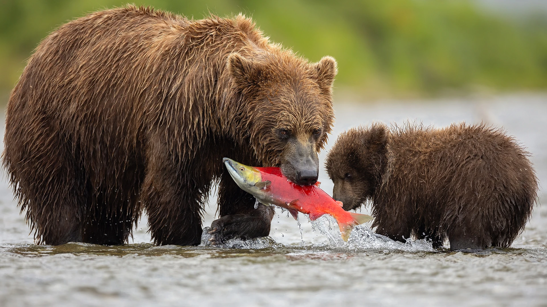 Northern Passages with Glacier Bay & Sitka
