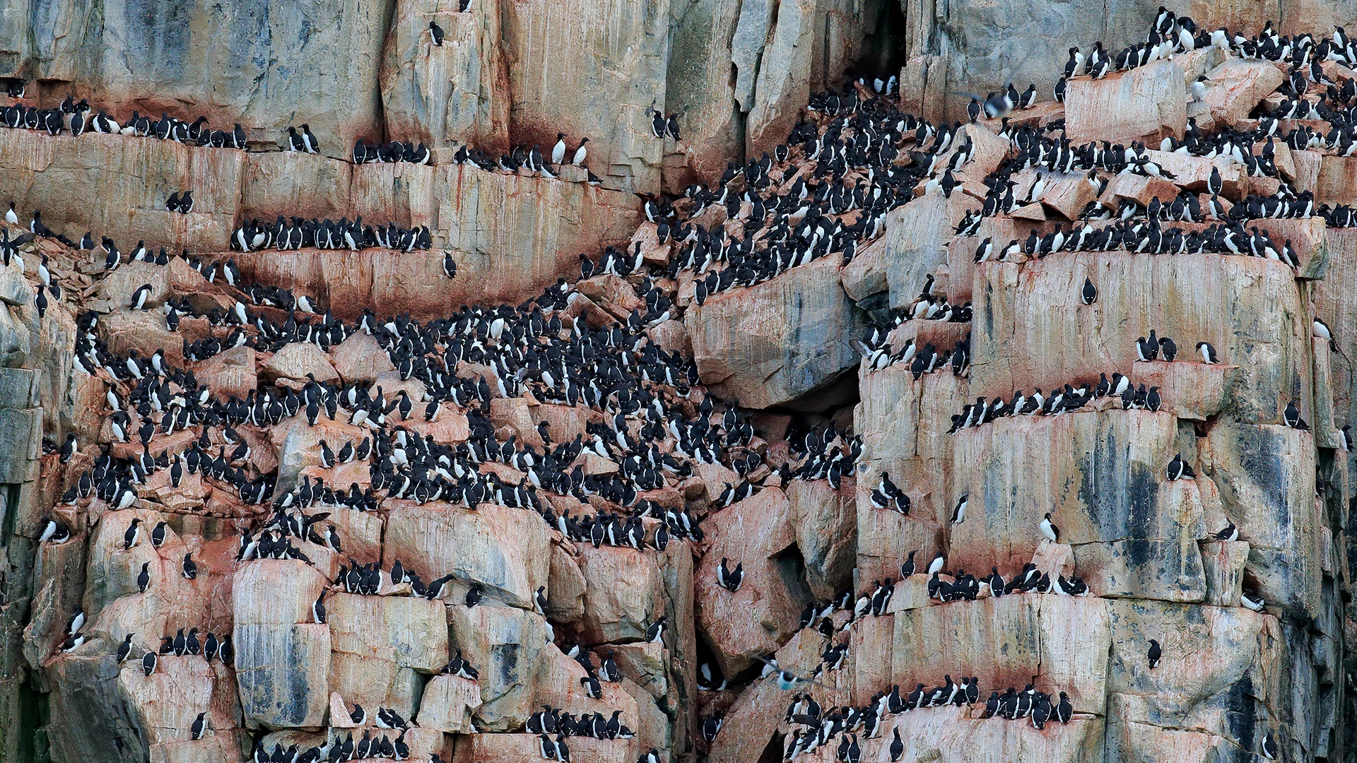 Brunnich's Guillemot, Alkefjellet, Svalbard