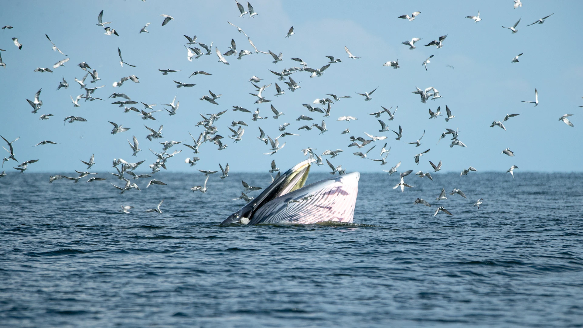 Bryde's Whale in Gulf of Thailand