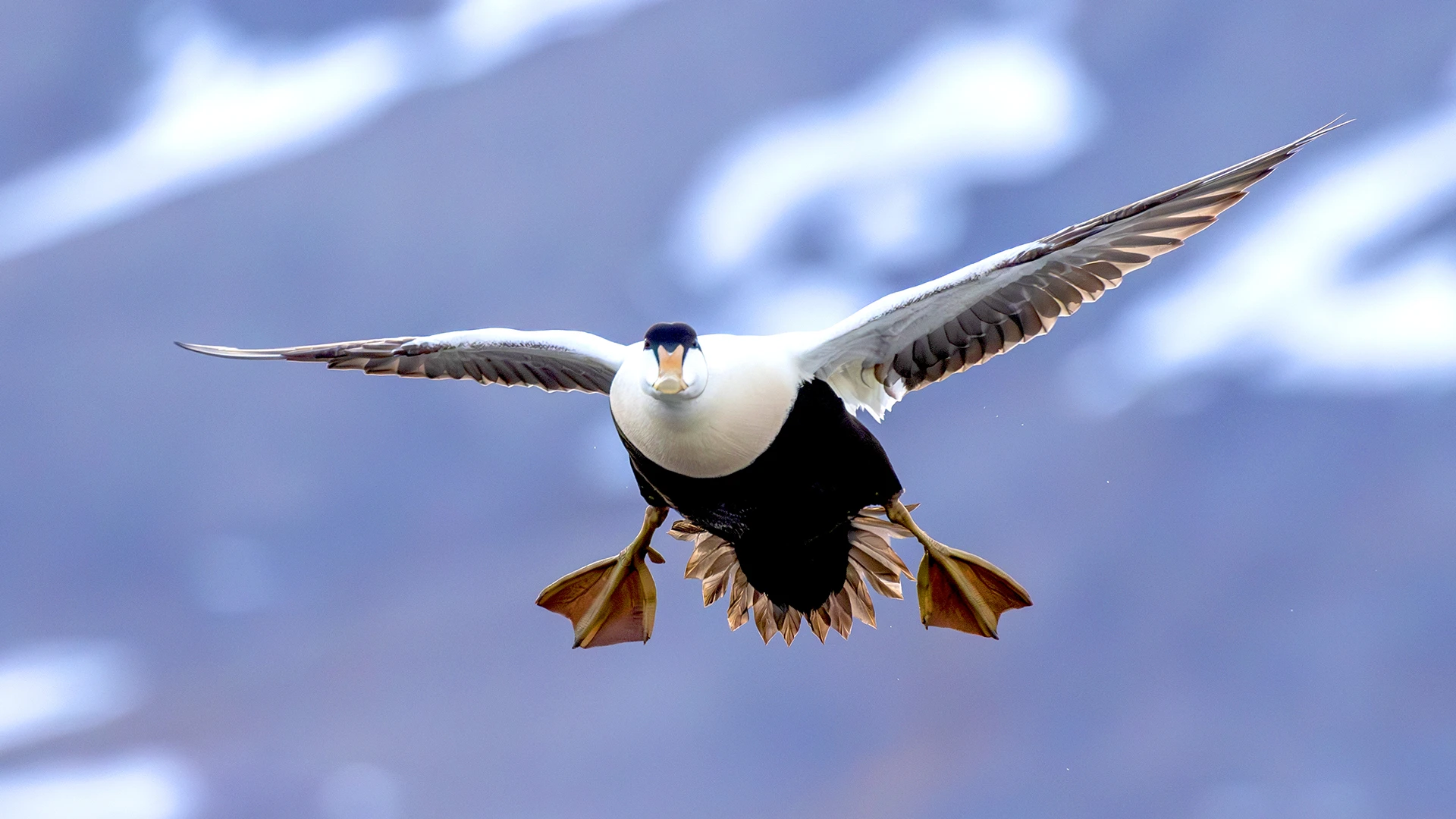 Common eider, Svalbard