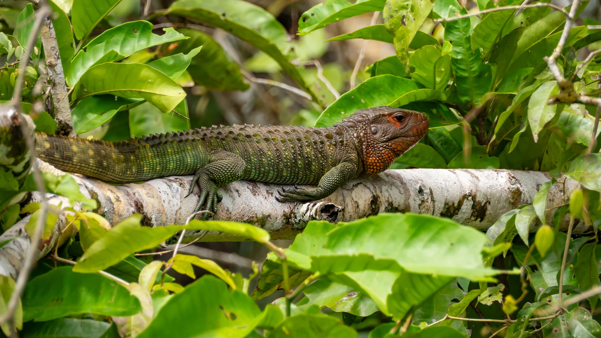 Dracaena or caiman lizard, Pacaya Samiria National Reserve, Peru