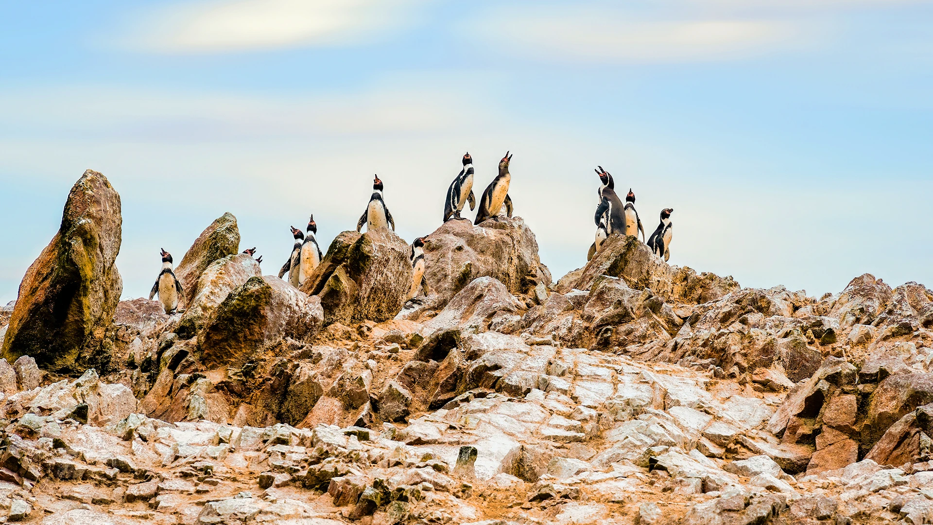 Humboldt penguins, Ballestas Islands, Peru