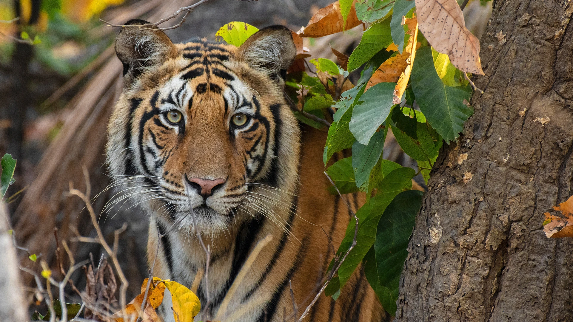 India Tiger Safari: Panna, Bandhavgarh and Kanha