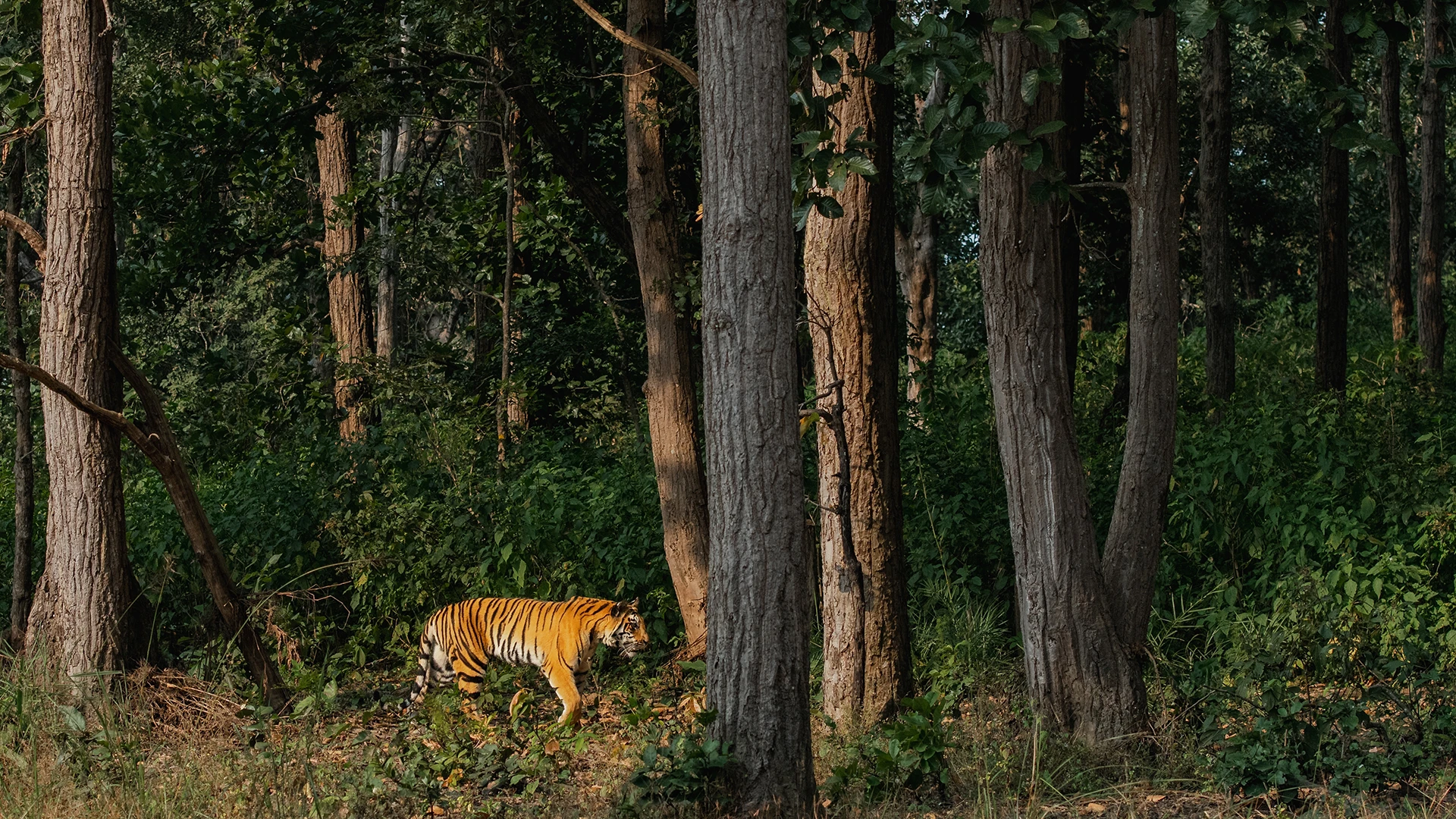 Kanha National Park India