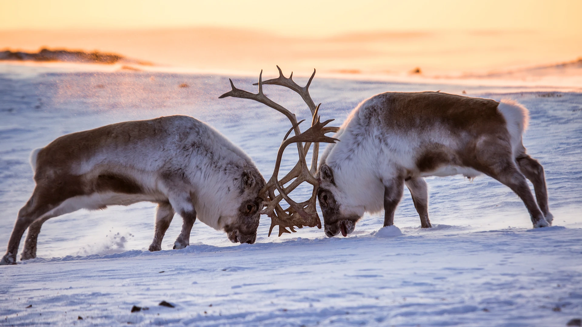 Longyearbyen
