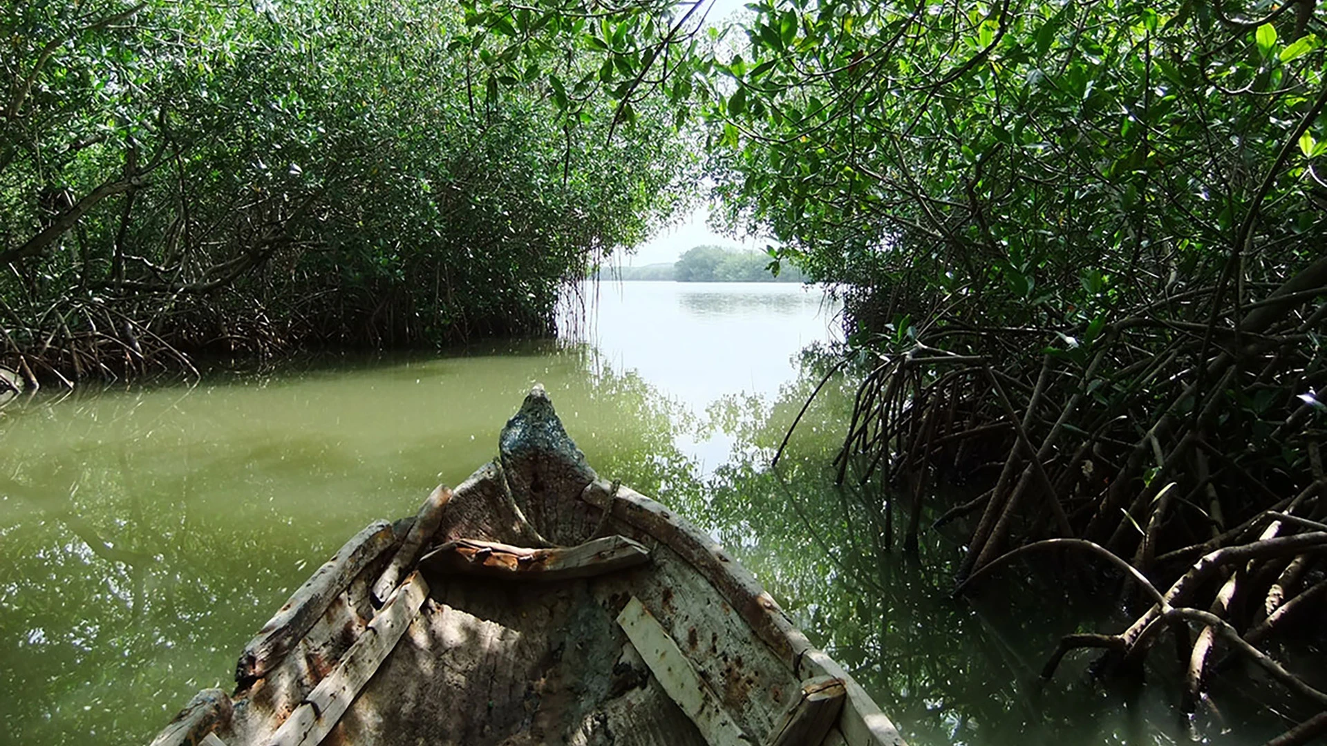 Mangroves Forest Cartagena Colombia