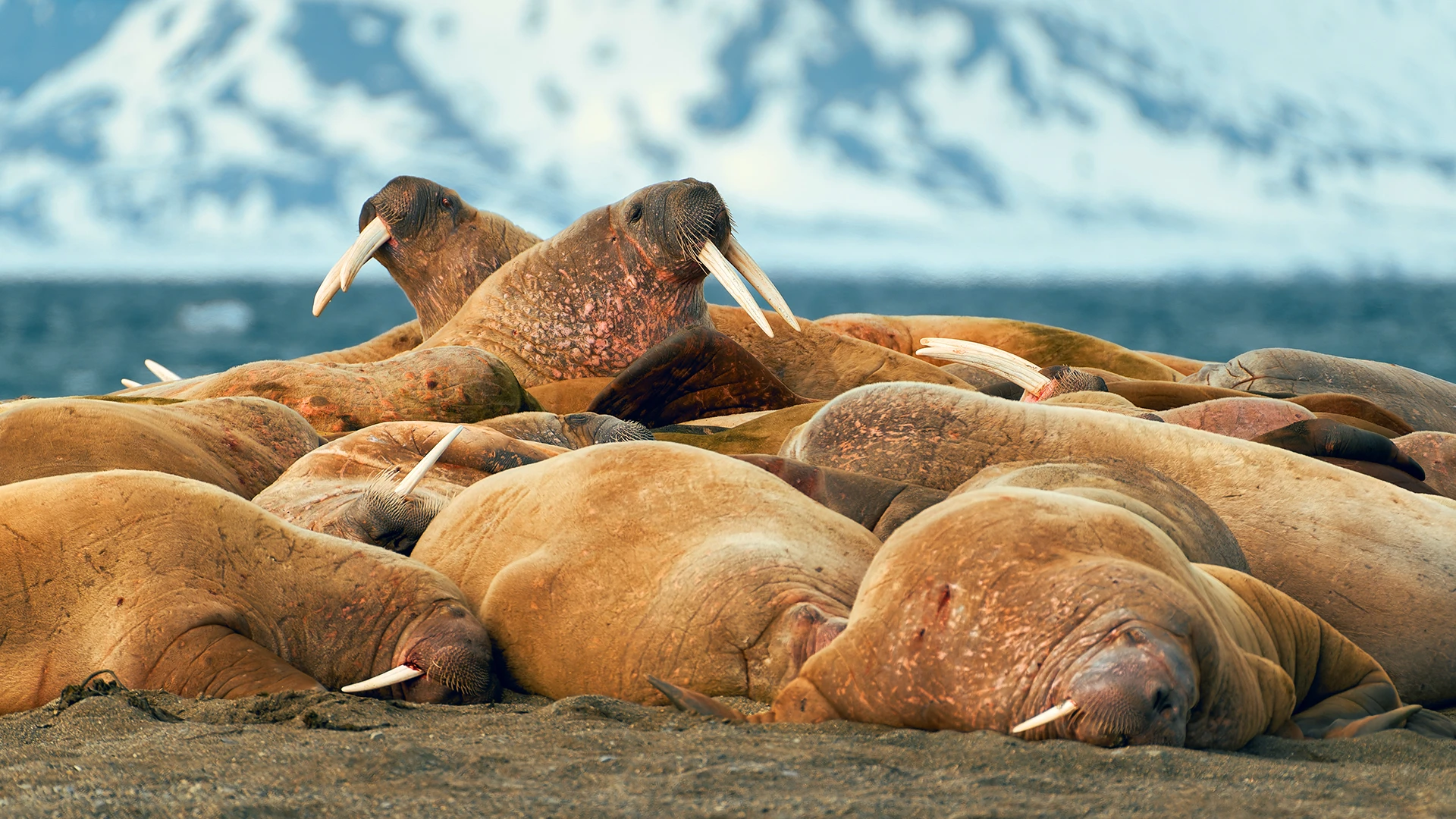 Moffen Island, walruses, Svalbard