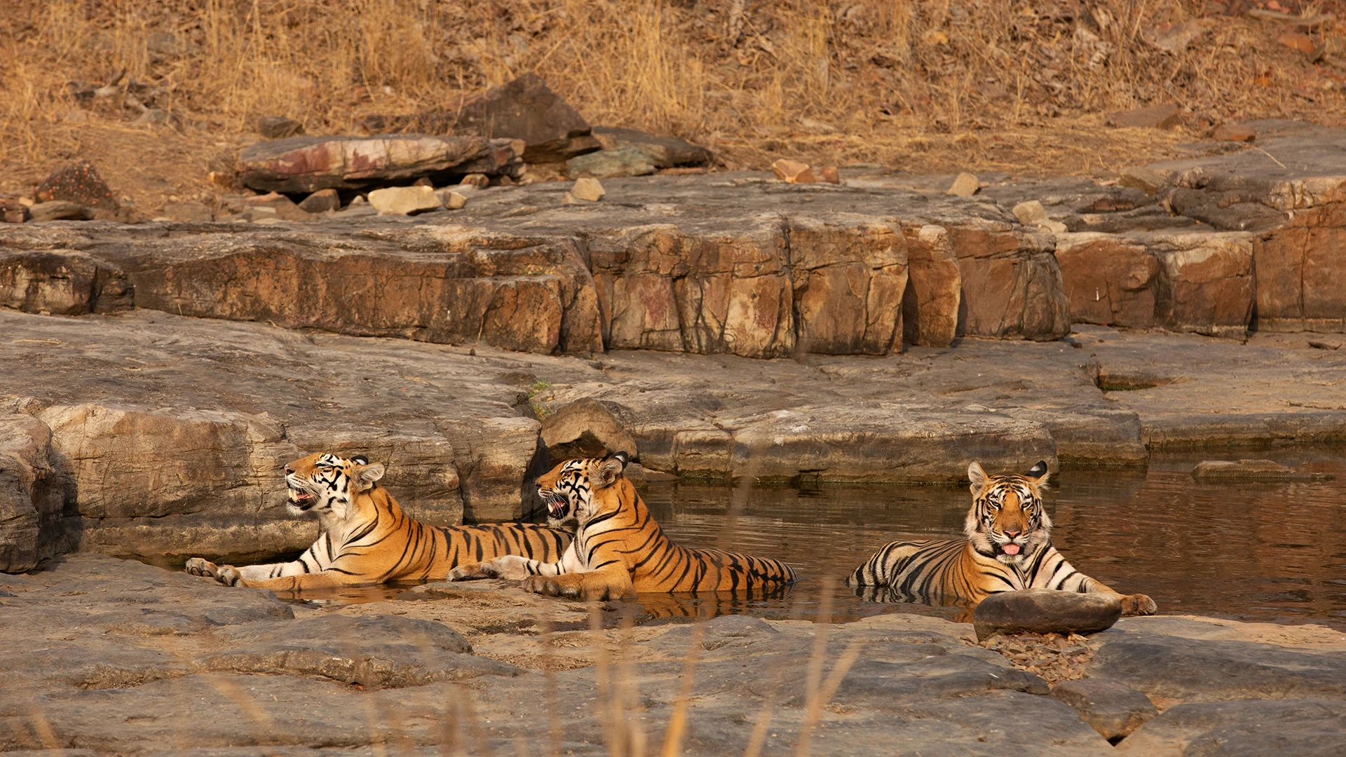 Panna Tiger Reserve India