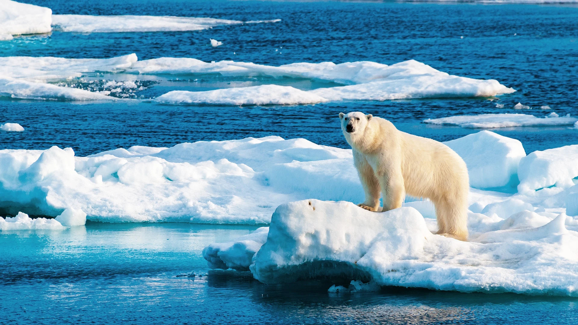 Polar Bear Arctic Svalbard