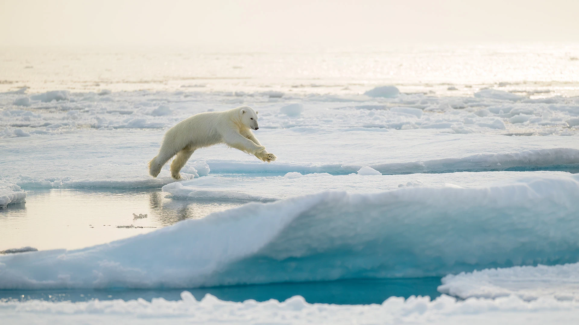 Polar Bear on Ice Svalbard
