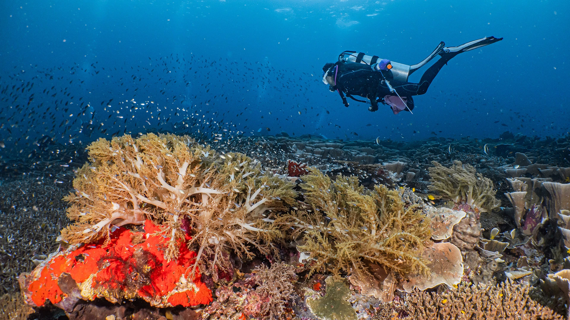 Raja Ampat