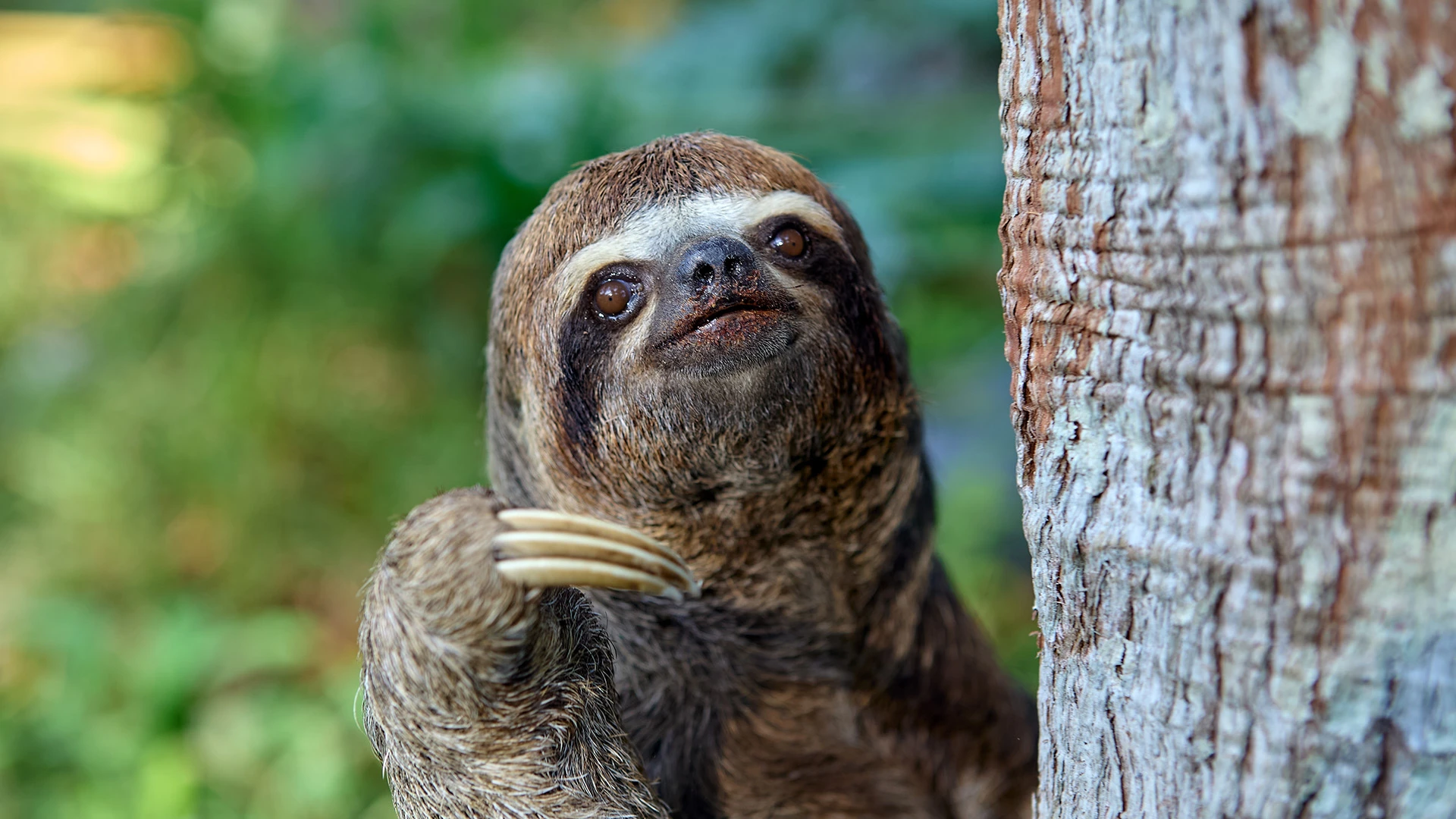 Sloth Peruvian Amazon Peru