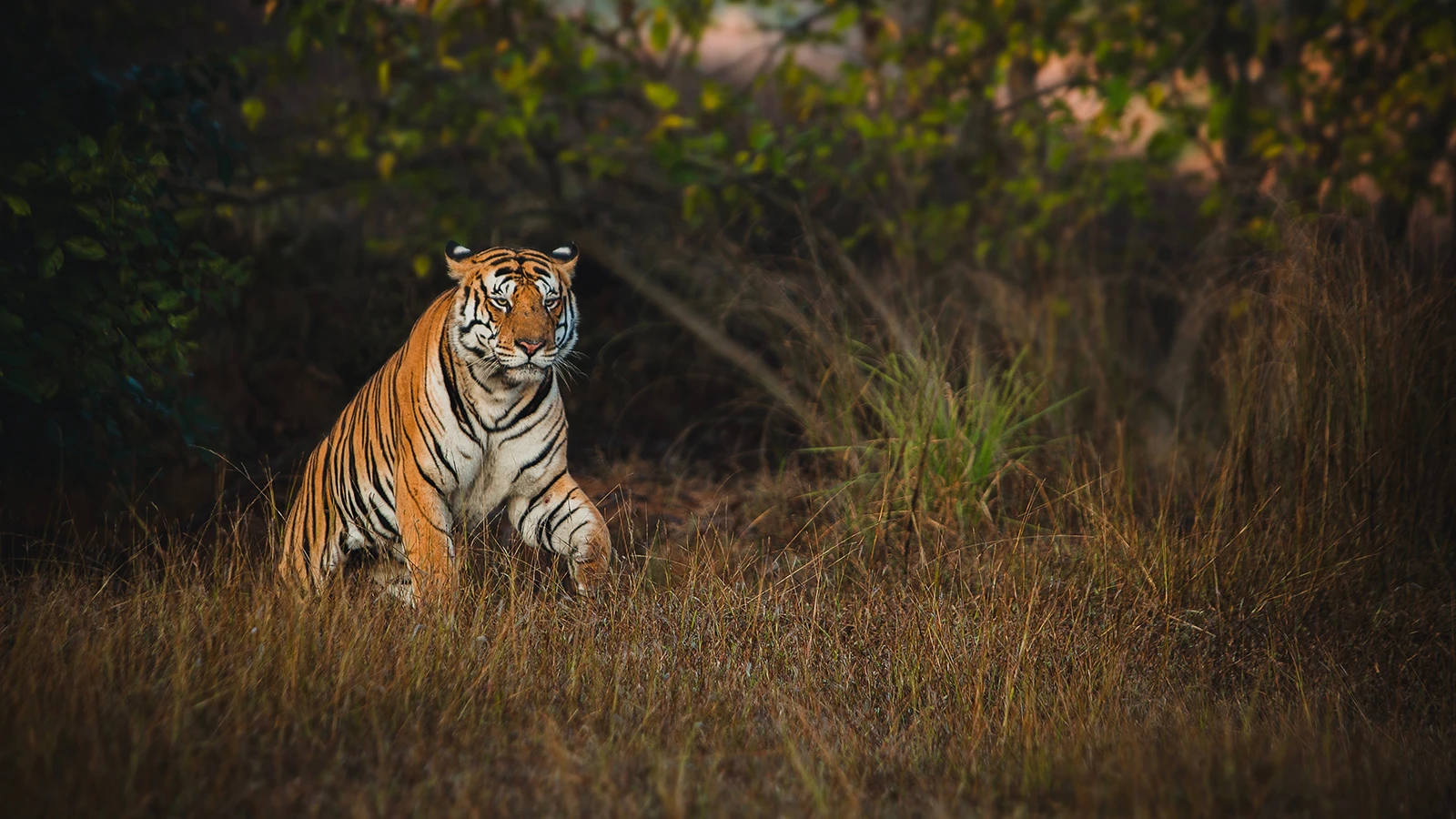 Tiger at the Panna Wildlife Reserve India