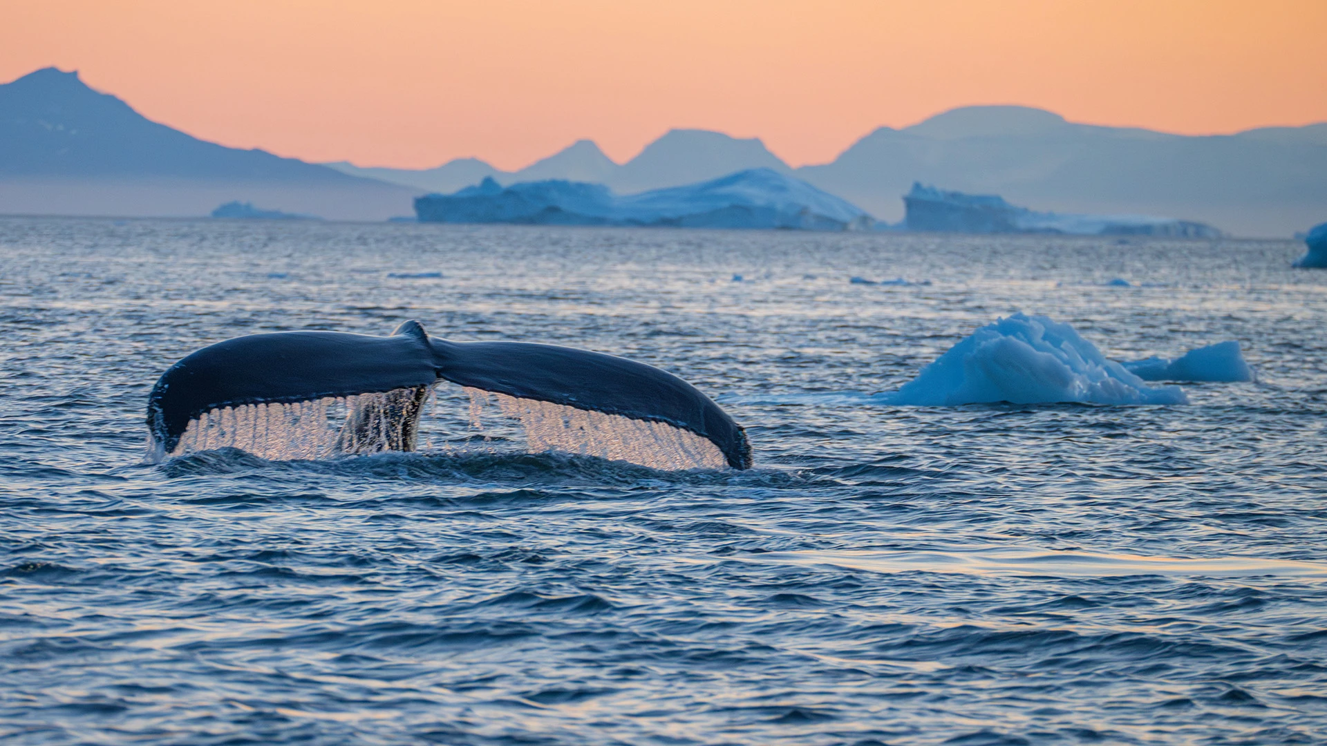 Whale in Disko Bay Greenland