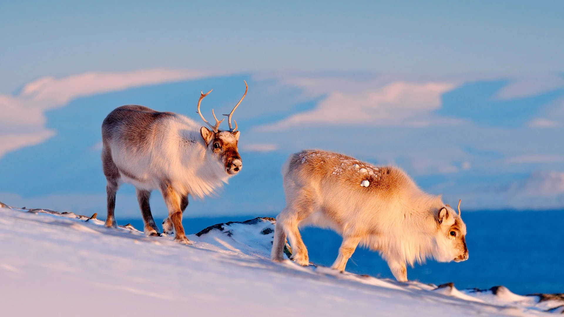 Wild Reindeer in snow, Longyearbyen, Svalbard