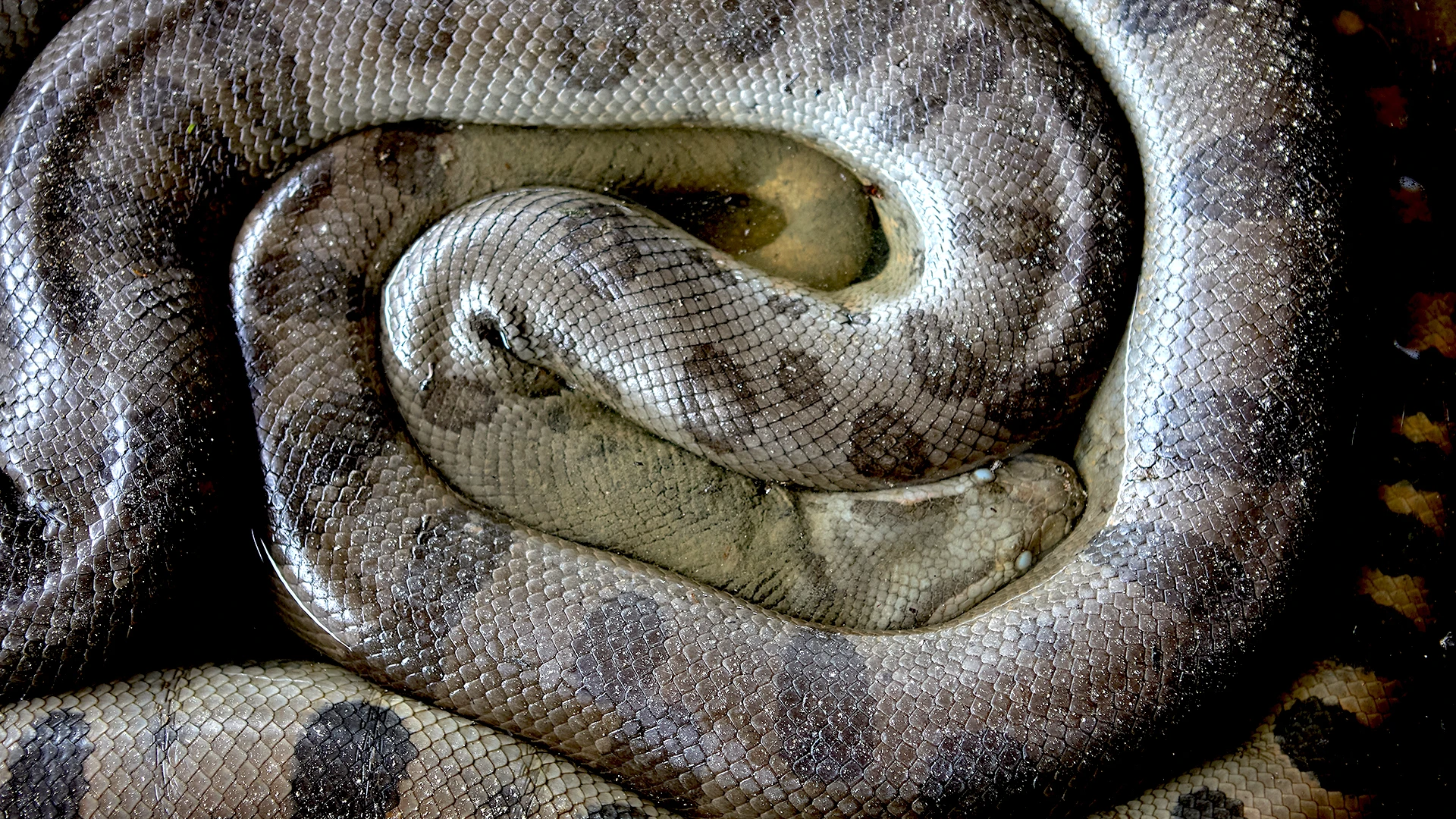 anaconda, Pacaya Samiria National Reserve, Peru