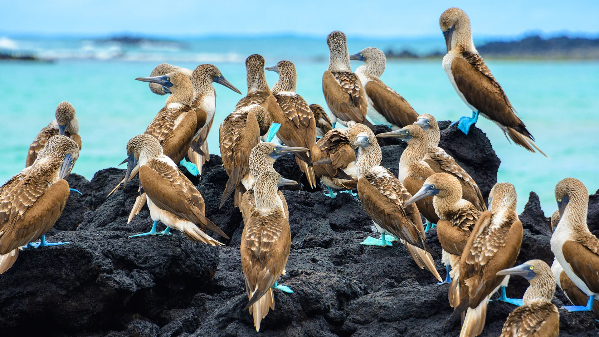 blue-footed boobies, Santa Cruz Island, Galapagos