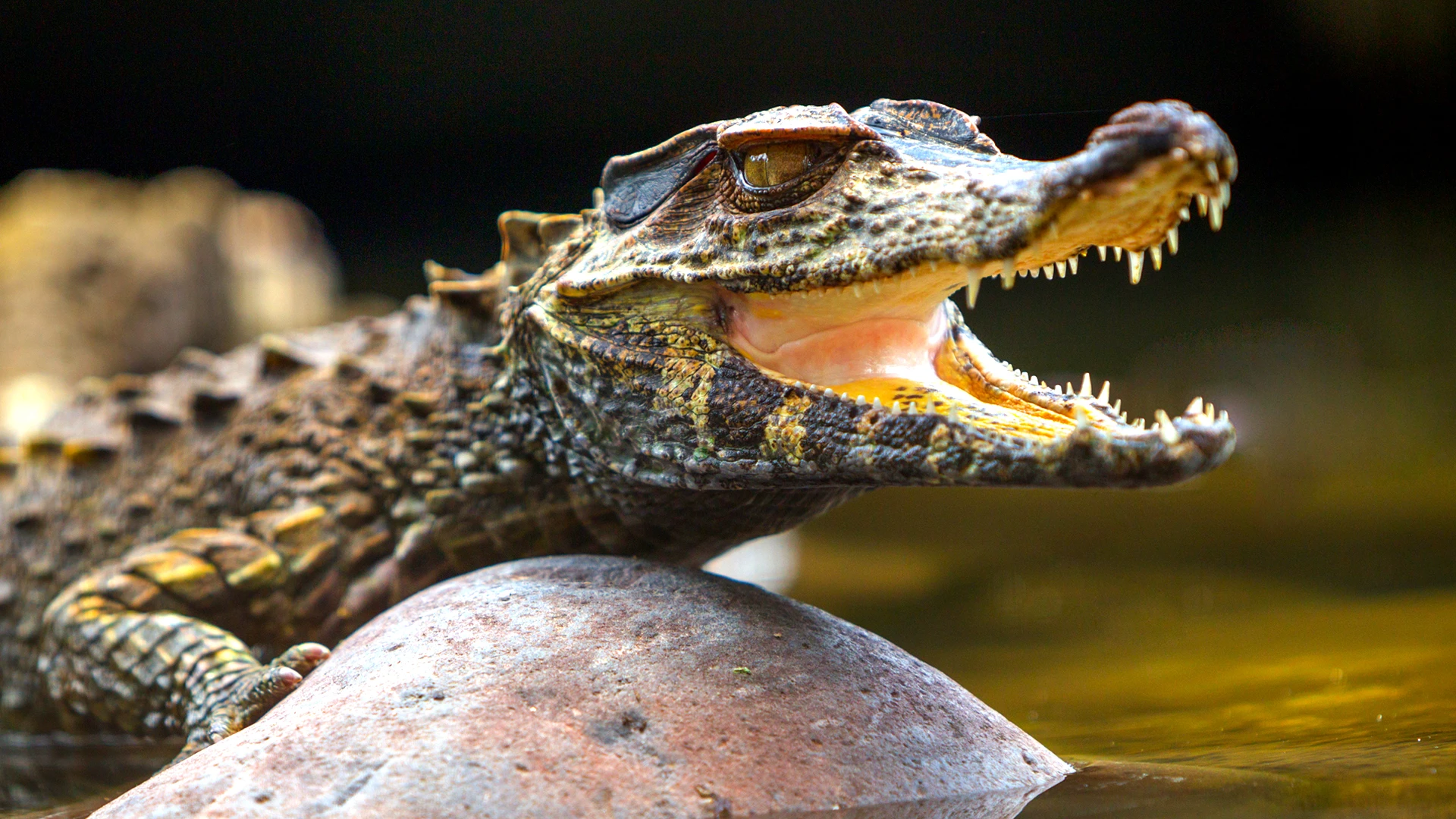 caiman in the Tahuayo River, Peru