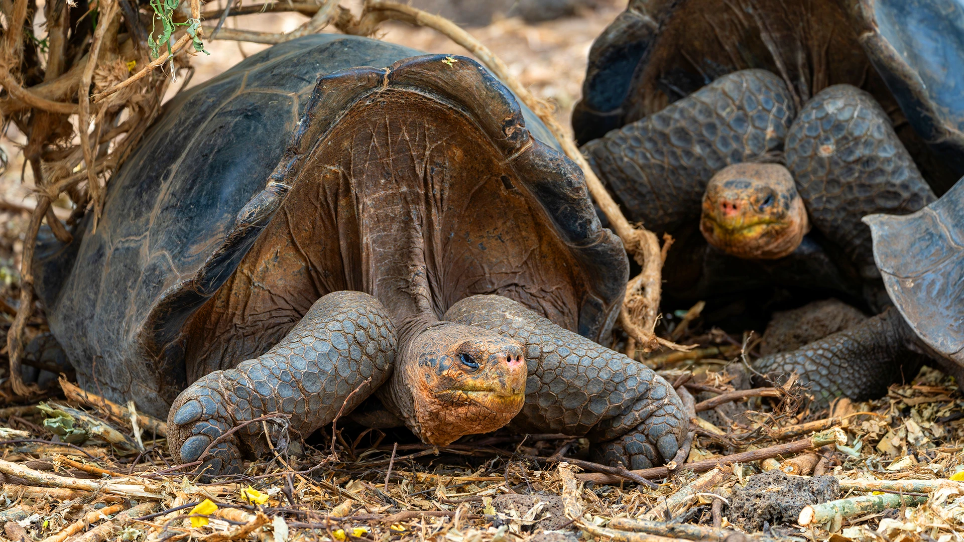 galapagos giant tortoises, Santa Cruz Island