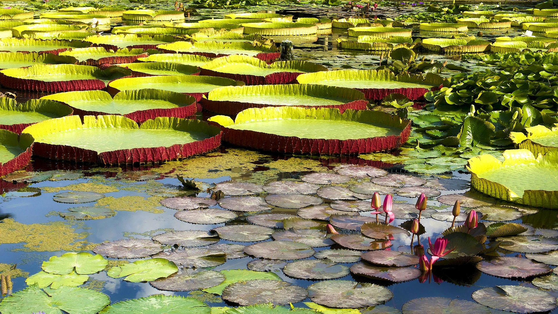 giant water lilies, Amazon, Peru