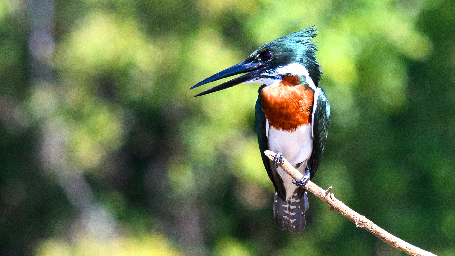 kingfisher, Amazon, Peru