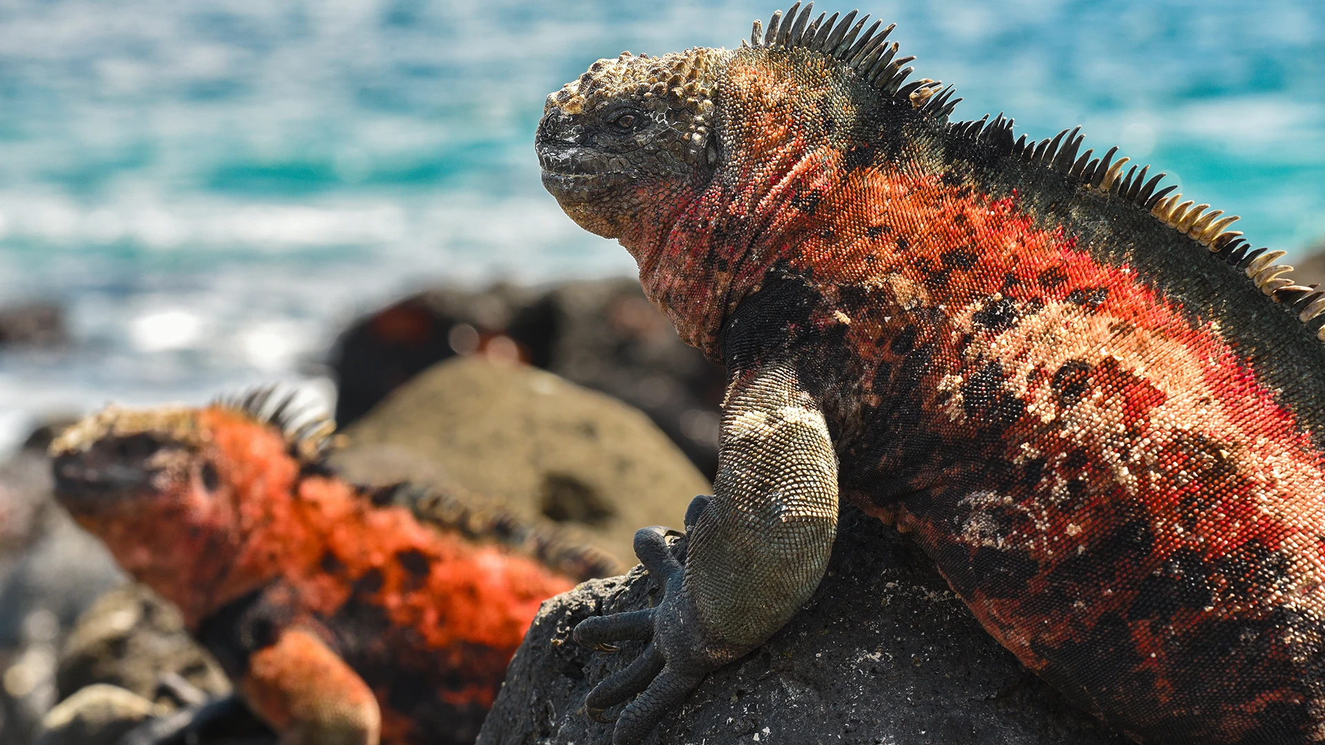 red marine iguanas, Santa Cruz Island, Galapagos