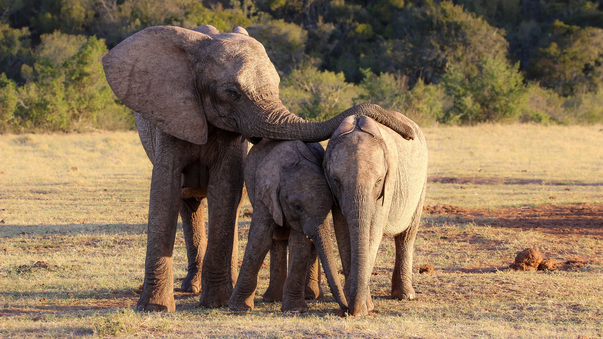 African elephant Addo Elephant National Park South Africa