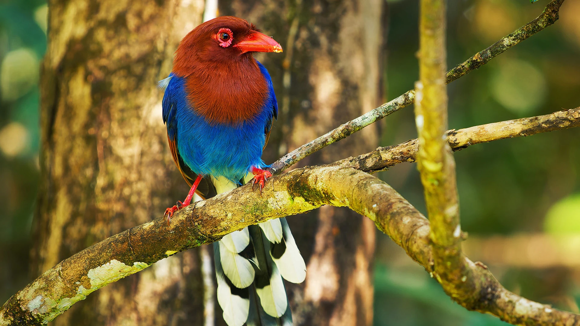 Ceylon Blue-Magpie