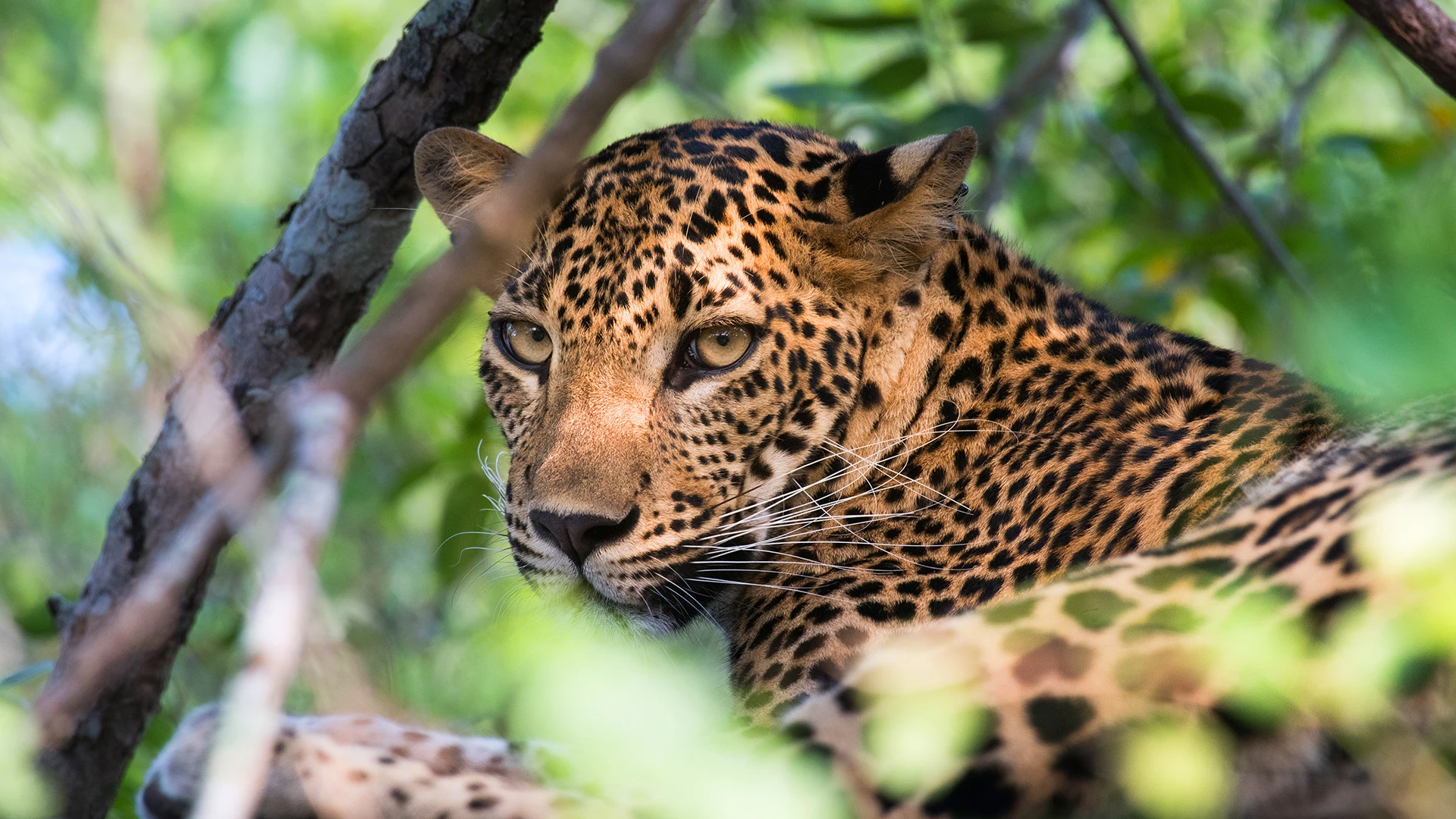 Sri Lankan Leopard