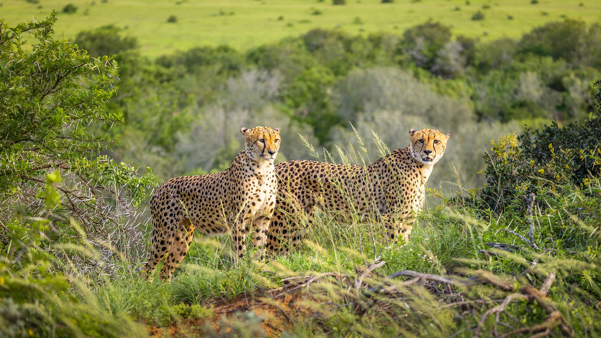 Cheetah Shamwari Private Game Reserve South Africa