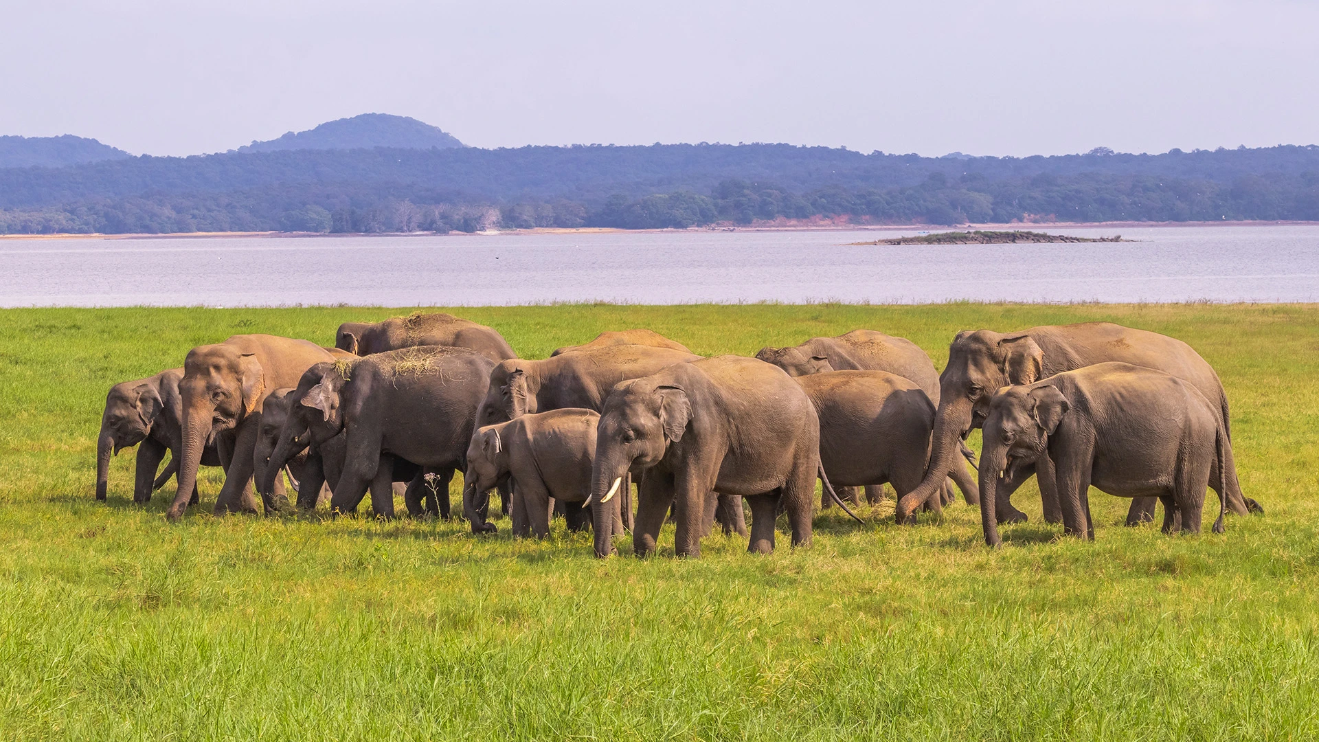 Elephant Yala National Park Sri Lanka