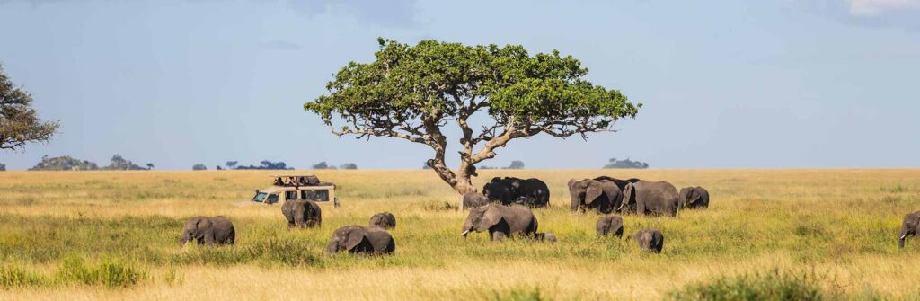Best Time to Visit Tanzania