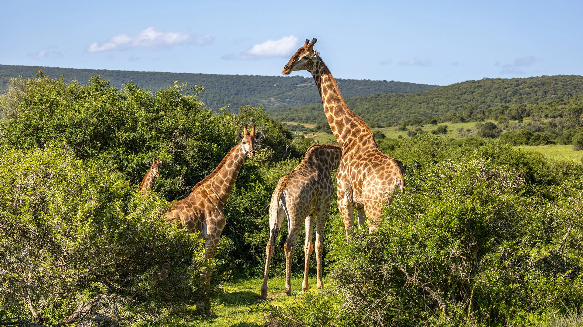 Giraffe Shamwari Private Game Reserve South Africa