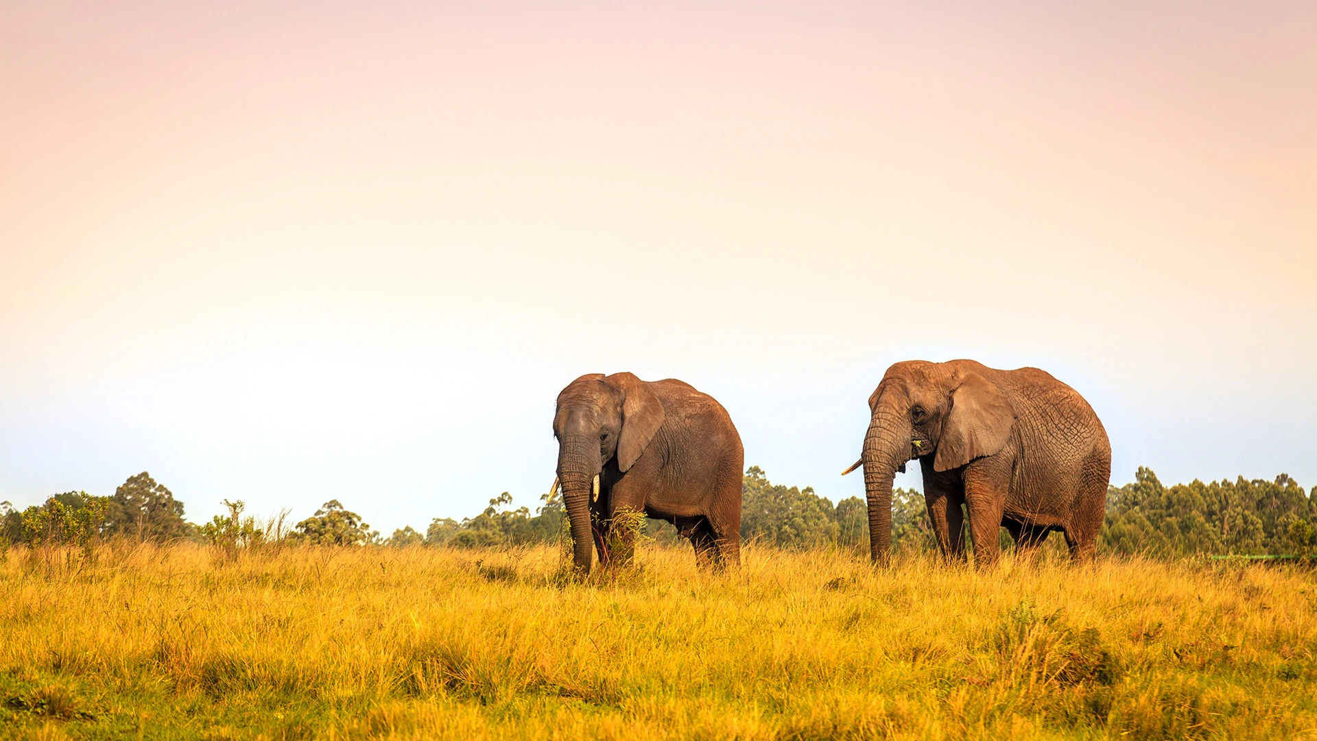 Knysna Elephant Park South Africa