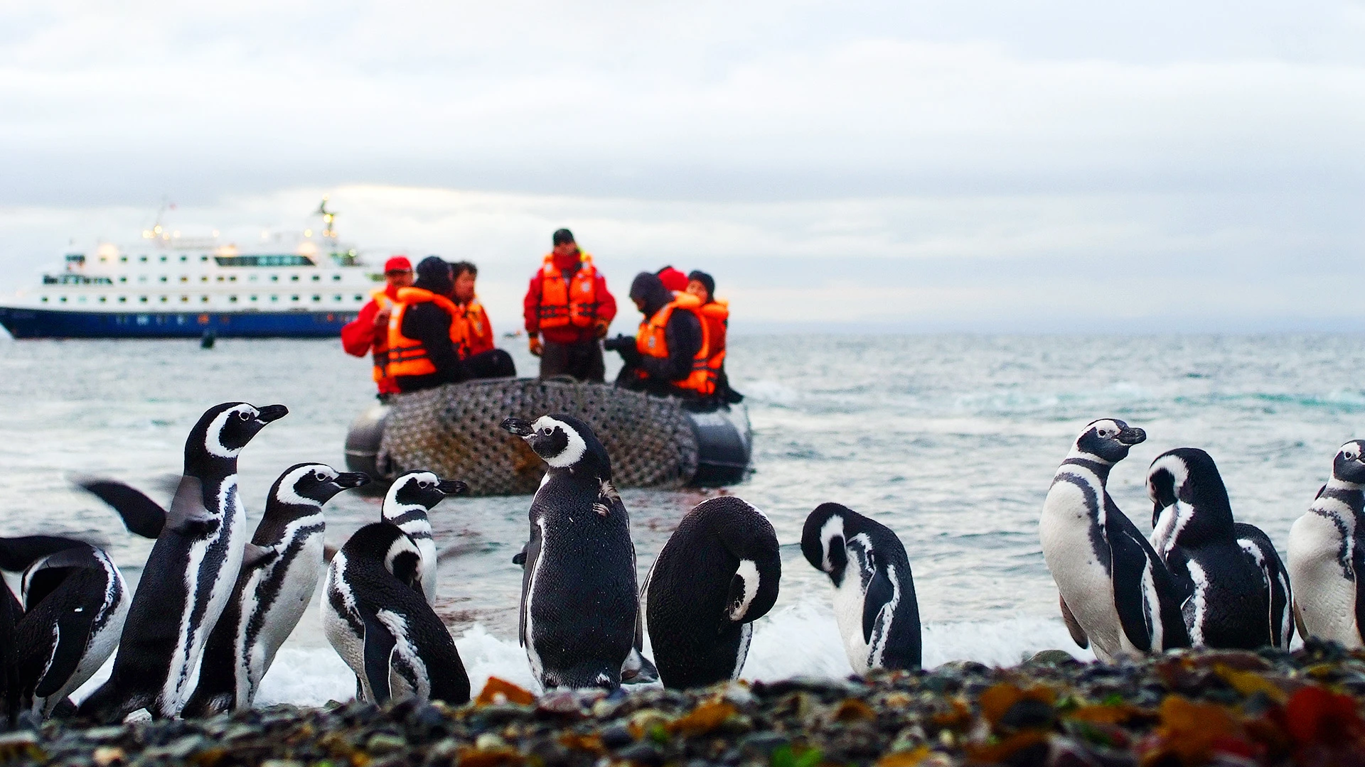 Magdalena Island Patagonia Australis